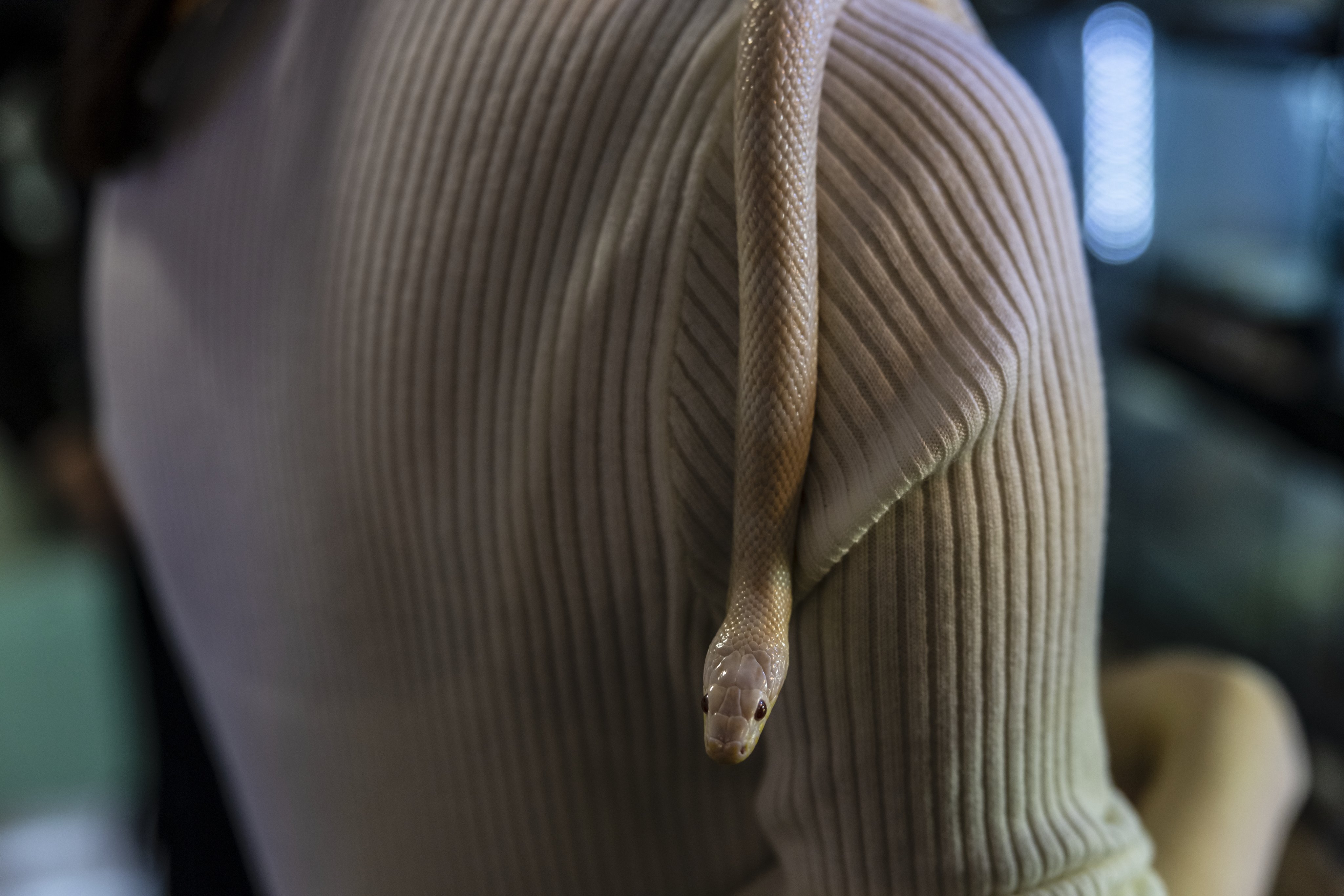 A snake slithers down a visitor’s back in an animal cafe in Shanghai in 2021. Photo: EPA-EFE