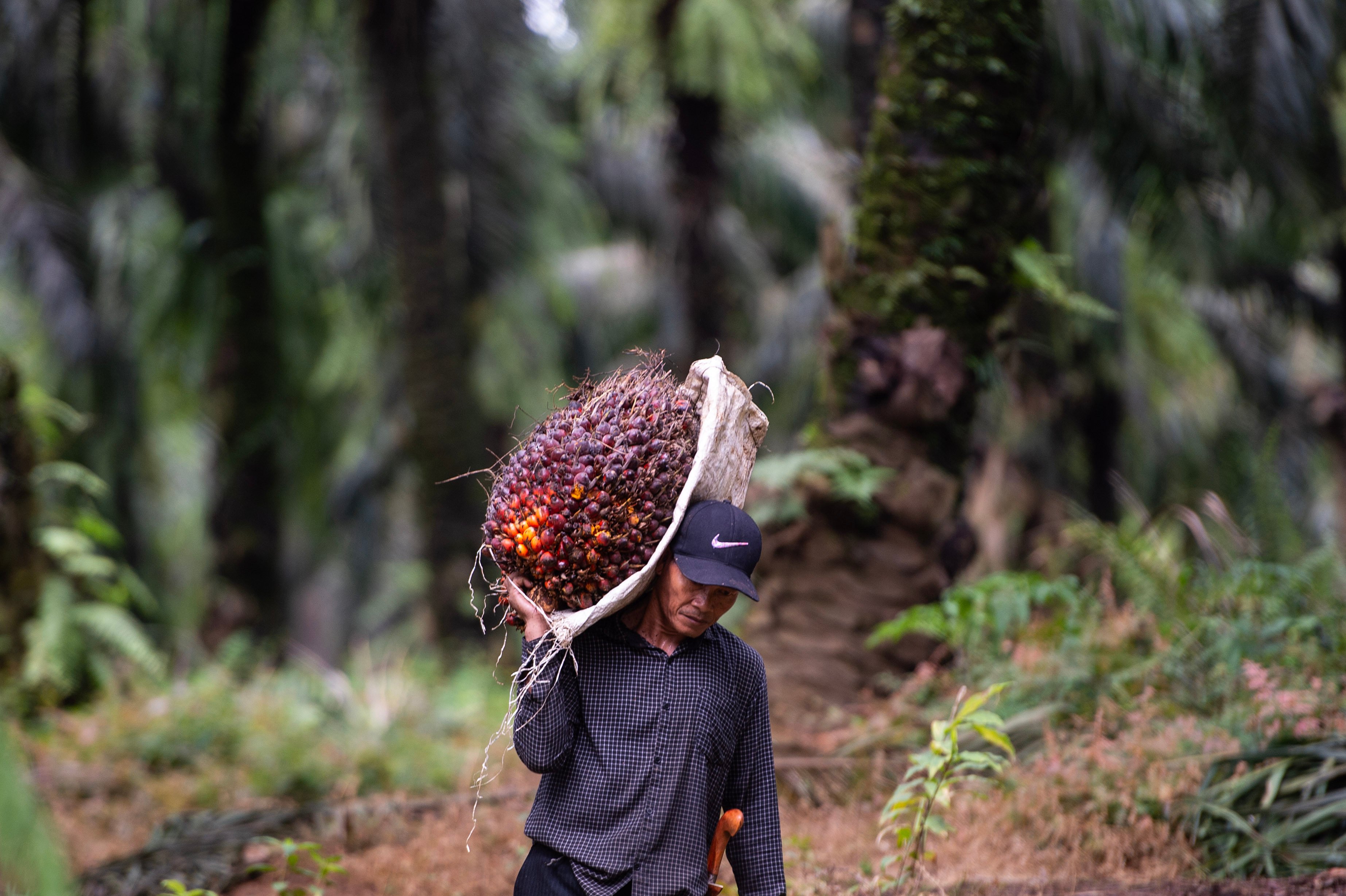 A worker carries an oil palm fruit at an oil palm plantation in Bogor, Indonesia, on January 13. Photo: Xinhua