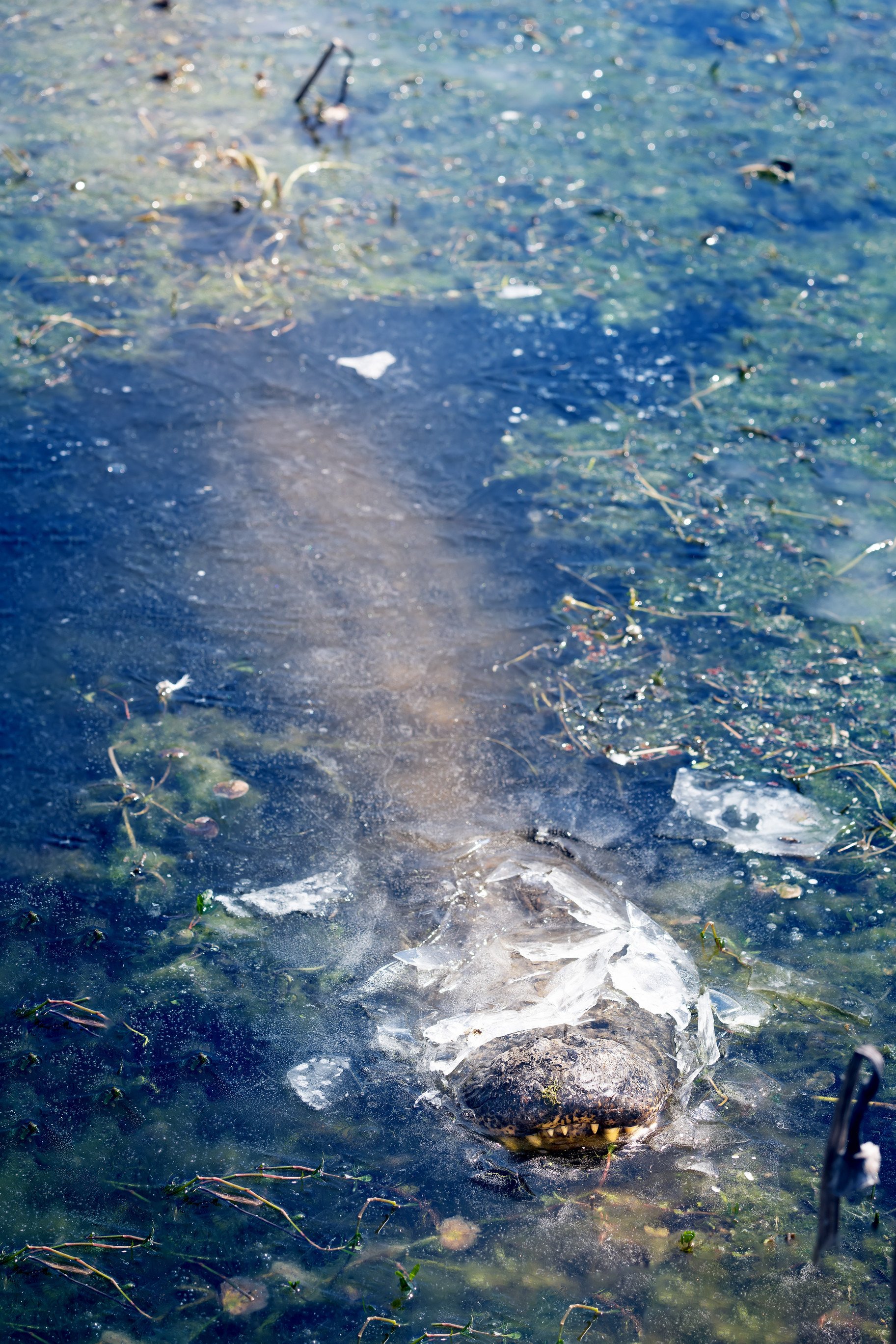 An alligator is seen frozen in ice, with its snout above the surface. Photo: TNS