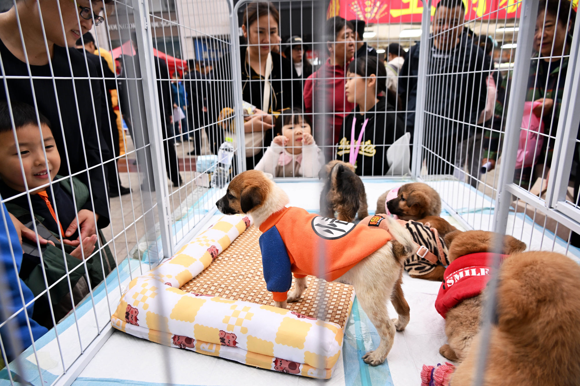 Pets are displayed for adoption at an event organized by Qingdao Society for the Prevention of Cruelty to Animals in Qingdao city, China, in November 2024. Xinhua-Yonhap