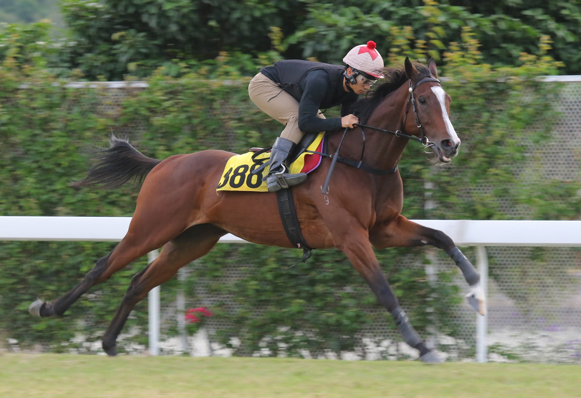 Volcanic Spark gallops on the Sha Tin turf earlier this season.