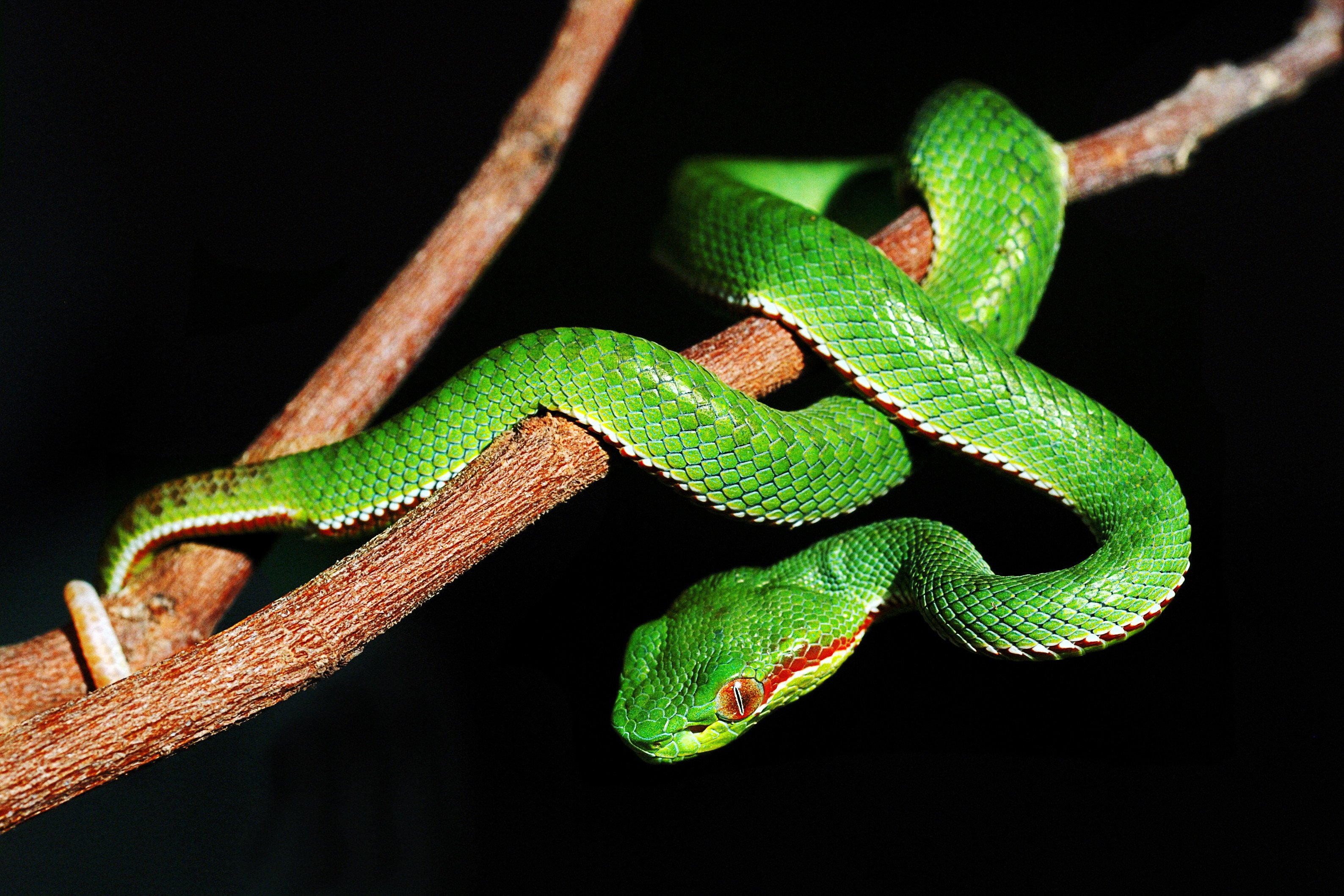 The root words of the English snake and serpent mean “a creeping thing”, and most sayings that incorporate snake have a negative meaning, including the Singapore English “eat snake”. Photo: Shutterstock