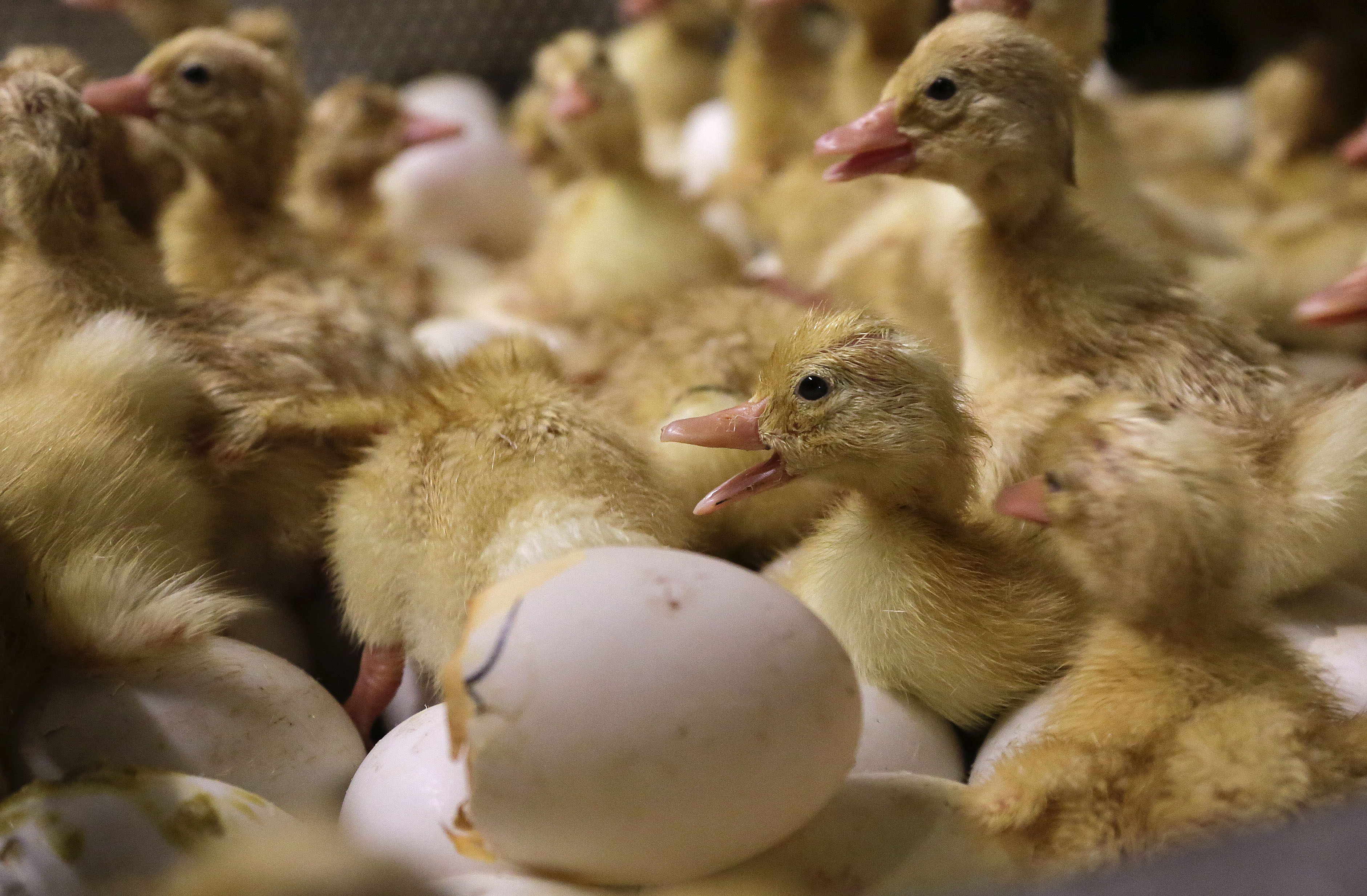 Day-old duck hatchlings crawl around inside an incubator at Crescent Duck Farm, in Aquebogue, New York. Photo: AP