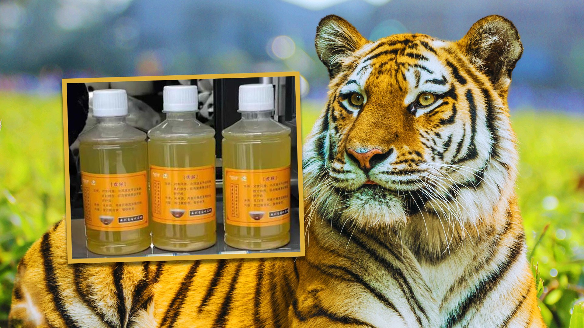 A zoo in China has been criticised for selling tiger urine at US$7 a bottle and claiming it can treat rheumatism and other ailments. Photo: SCMP composite/Shutterstock/The Paper