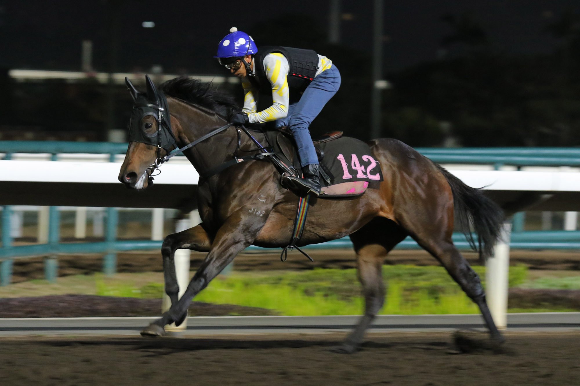 Divano gallops on the Sha Tin dirt earlier this month.