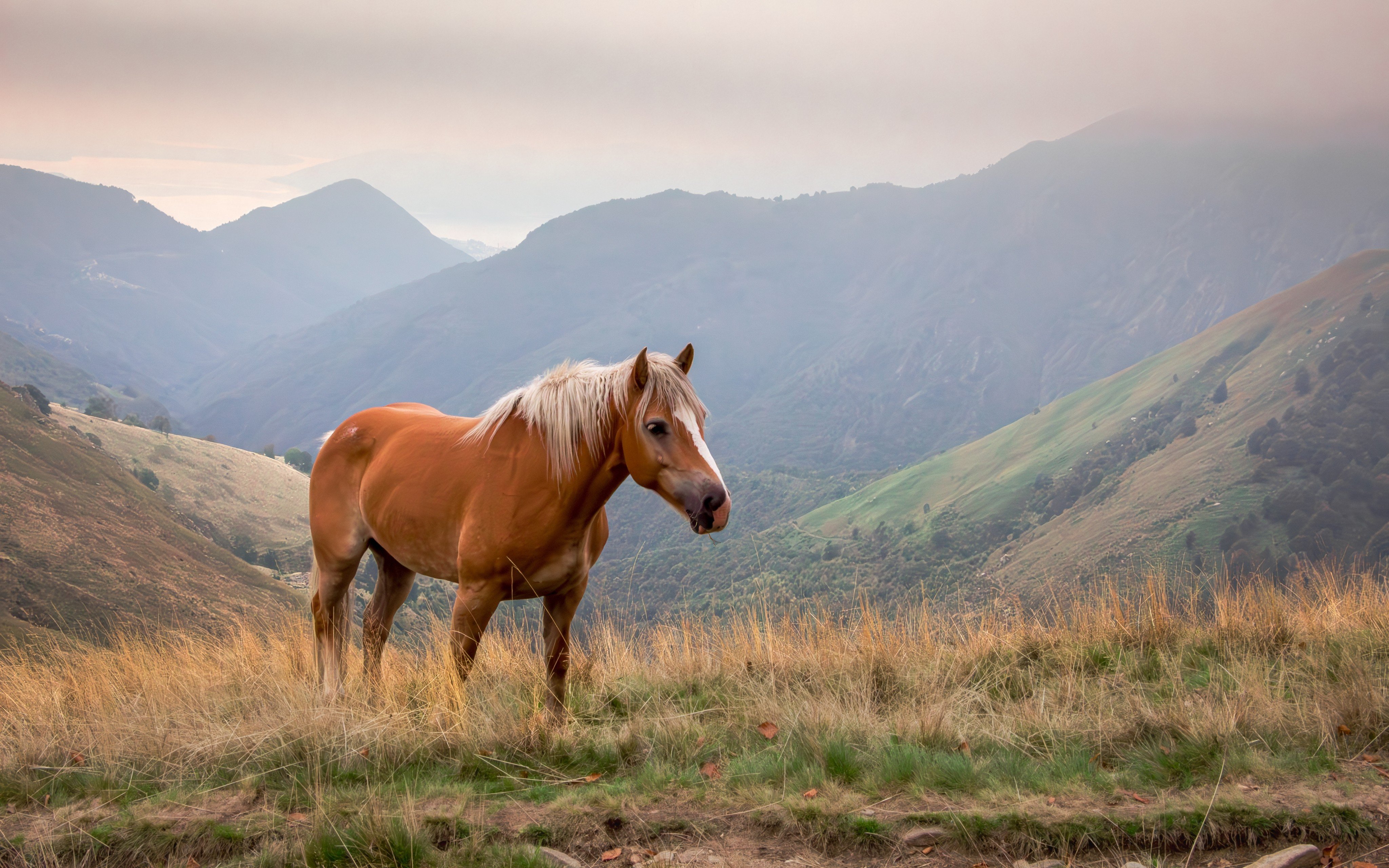 Horses can improve their luck using feng shui in the Year of the Snake. Photo: Shutterstock