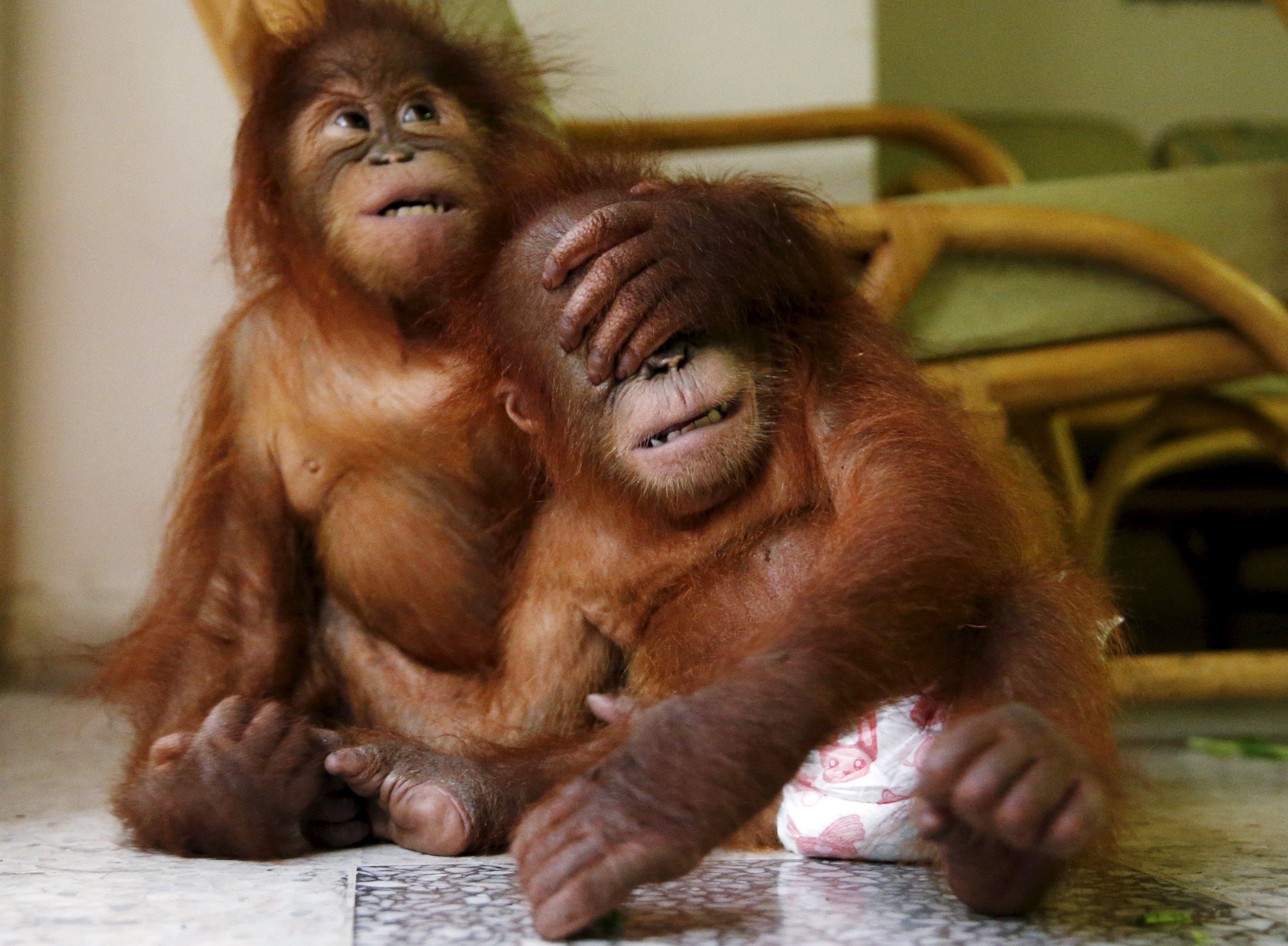 Two baby orangutans play in Kuala Lumpur. Justice for Wildlife Malaysia, which monitors wildlife court cases related to wildlife trafficking, is scrambling for new financing since the freeze on US foreign aid. Photo: Reuters