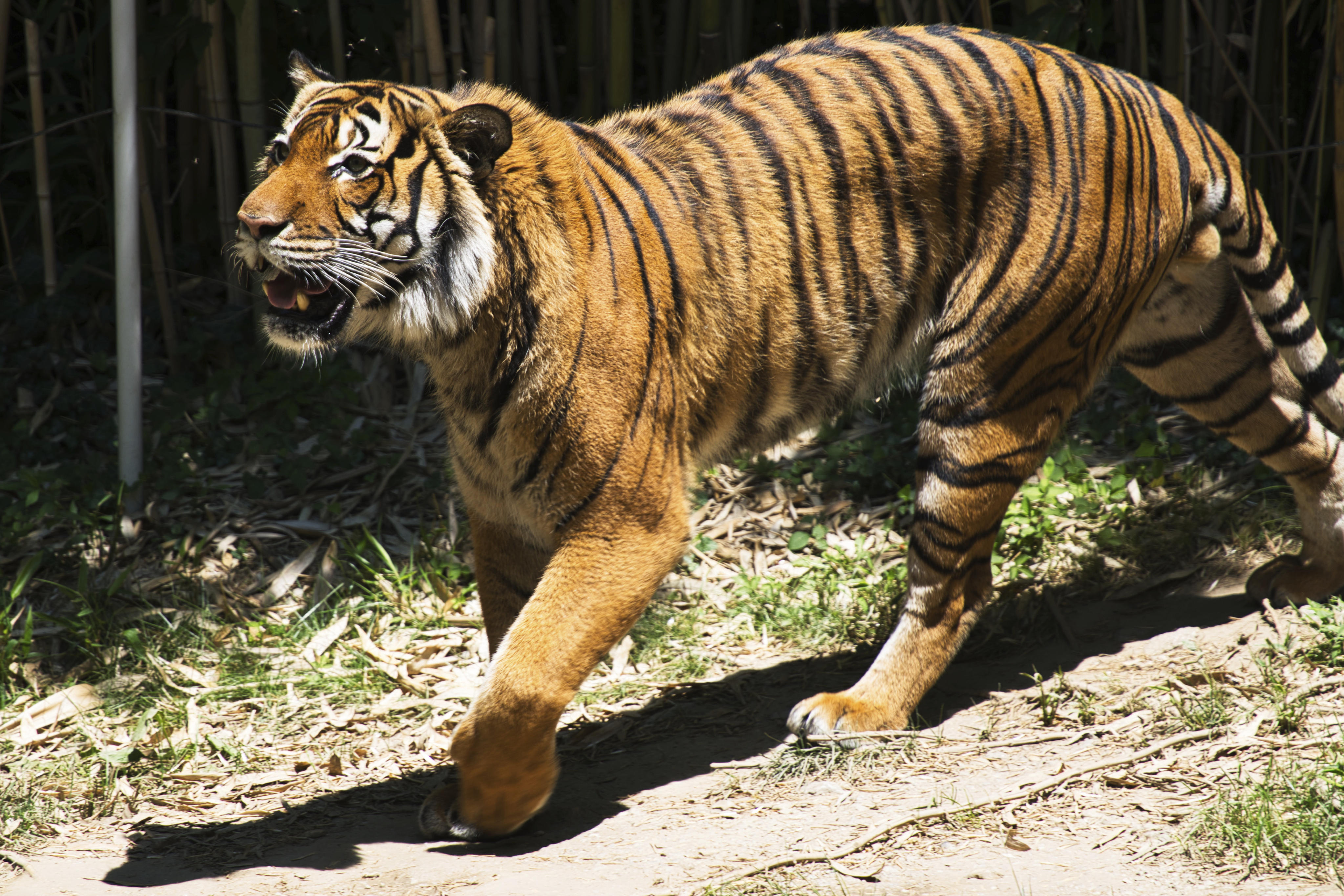 A Malayan tiger is seen in its enclosure at a zoo in Cincinnati, the United States. Photo: AP