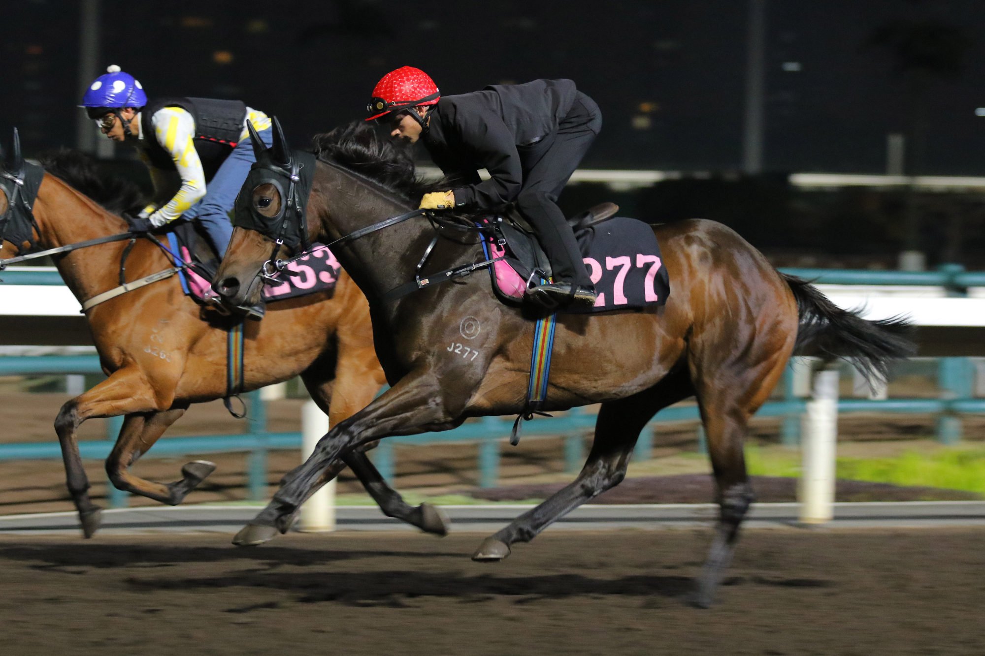 Packing Hermod gallops on the dirt track.