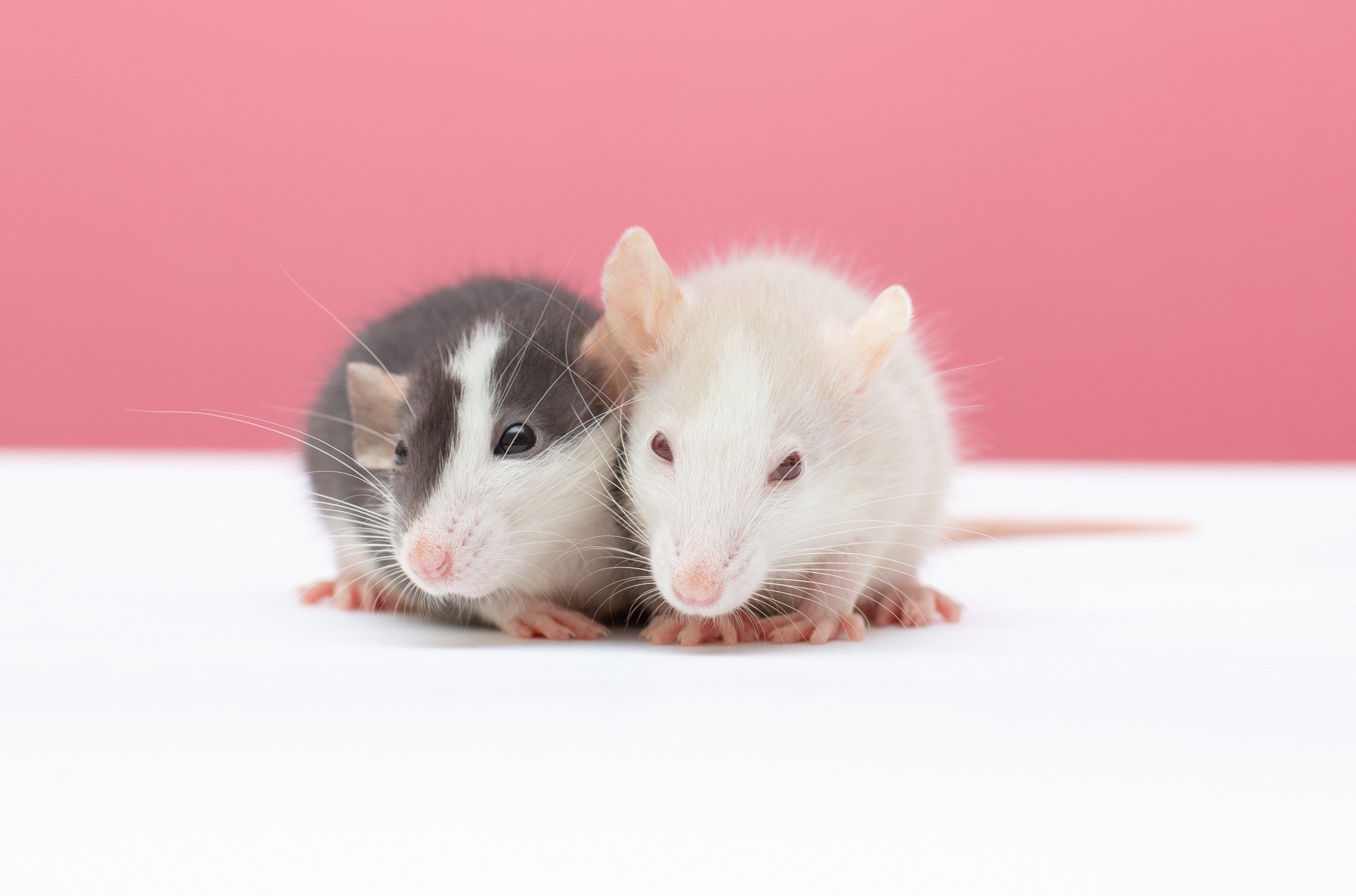 Rats will enjoy a good financial Year of the Snake. Photo: Shutterstock