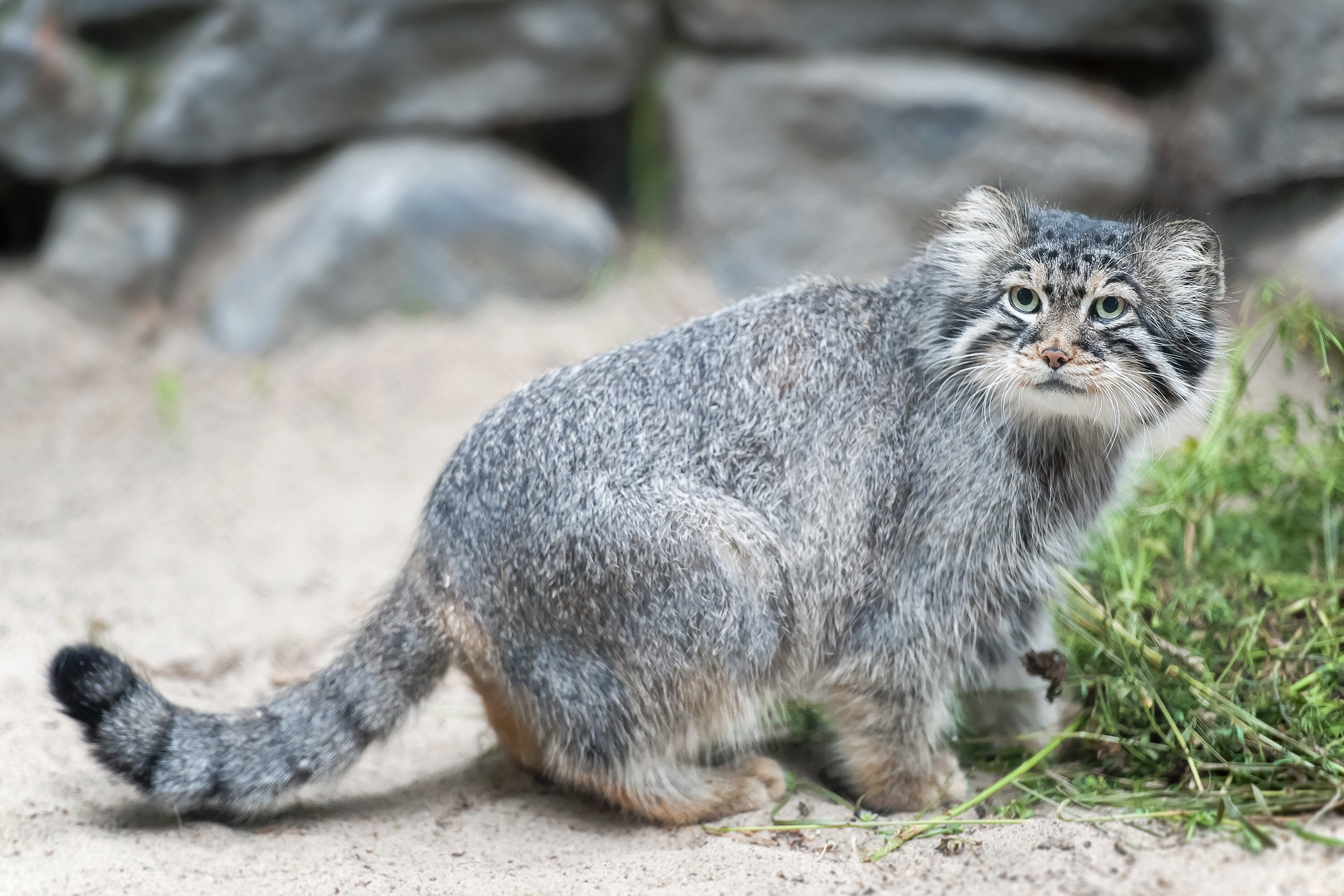 Pallas’s cats are native to the grasslands of Central Asia. Photo: Shutterstock