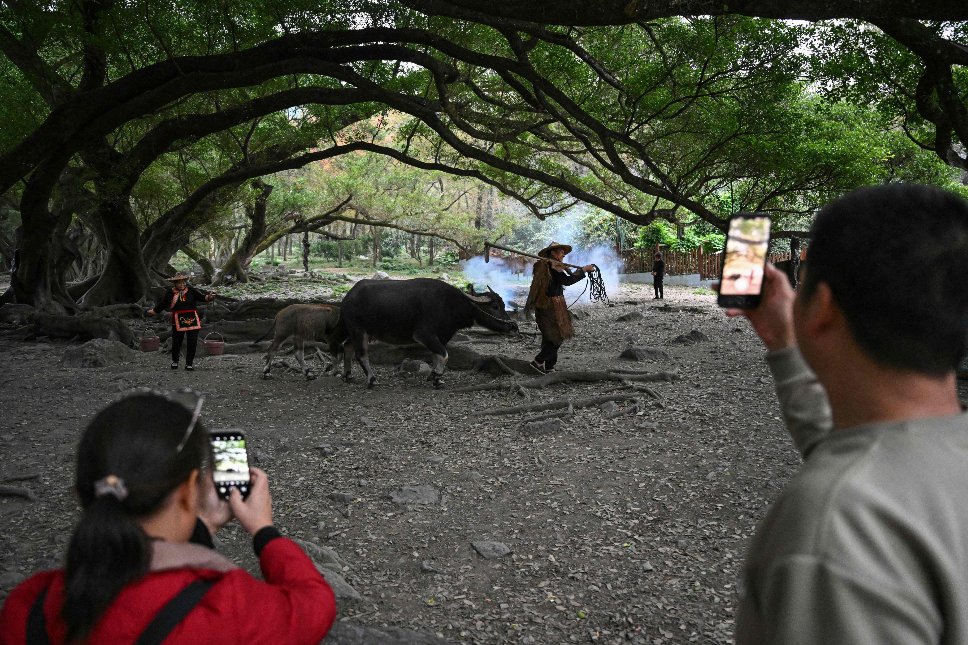 Chen Weizuo (centre) poses for tourists with his buffalo in Xiapu, in eastern China’s Fujian province, on December 11, 2024. The 62-year-old, who charges up to 300 yuan for a photo, poses several times a day and rents costumes for extra income. Photo: AFP