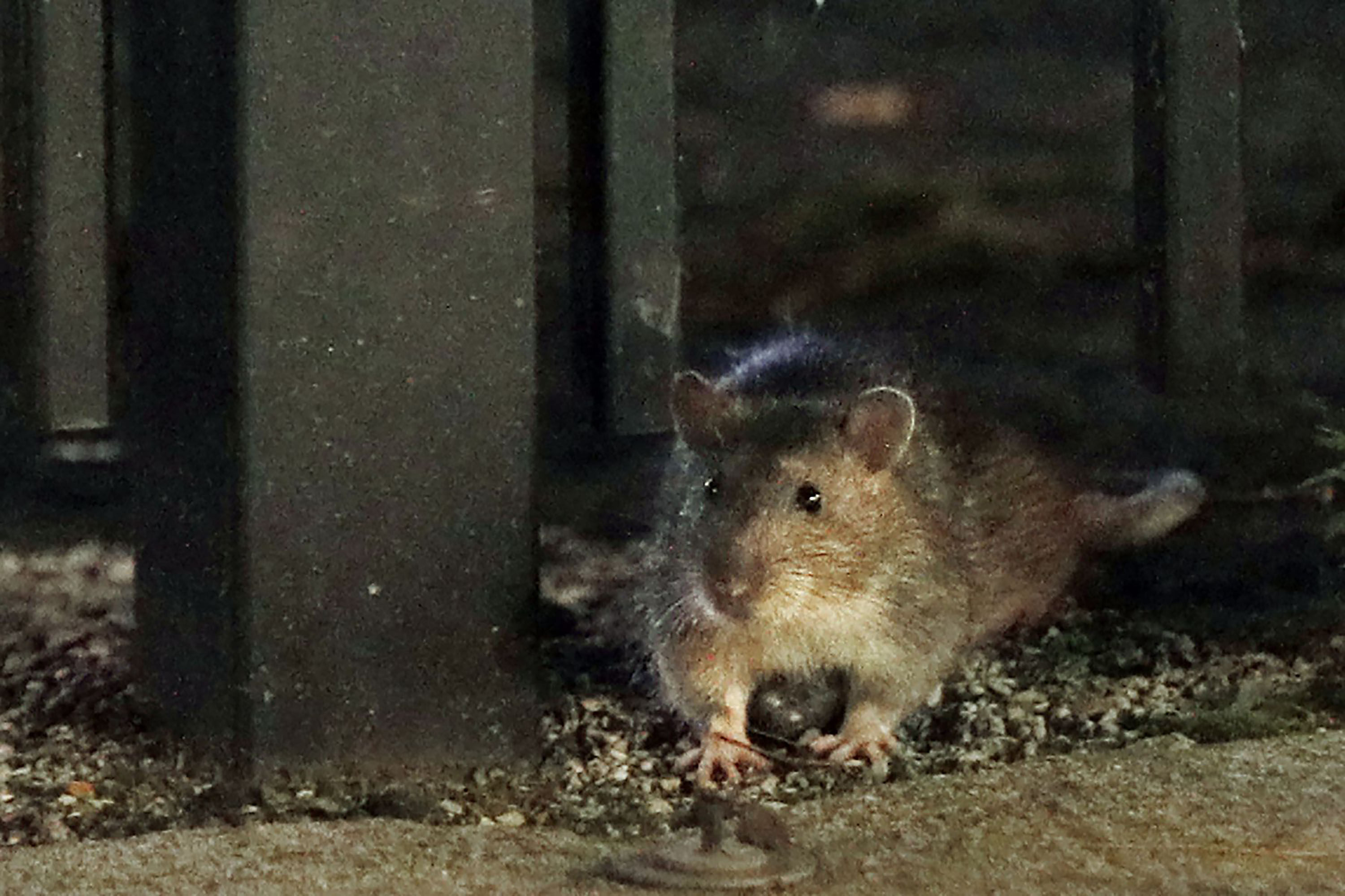 An increase in the rat population due to climate change poses urban challenges. Photo: TNS