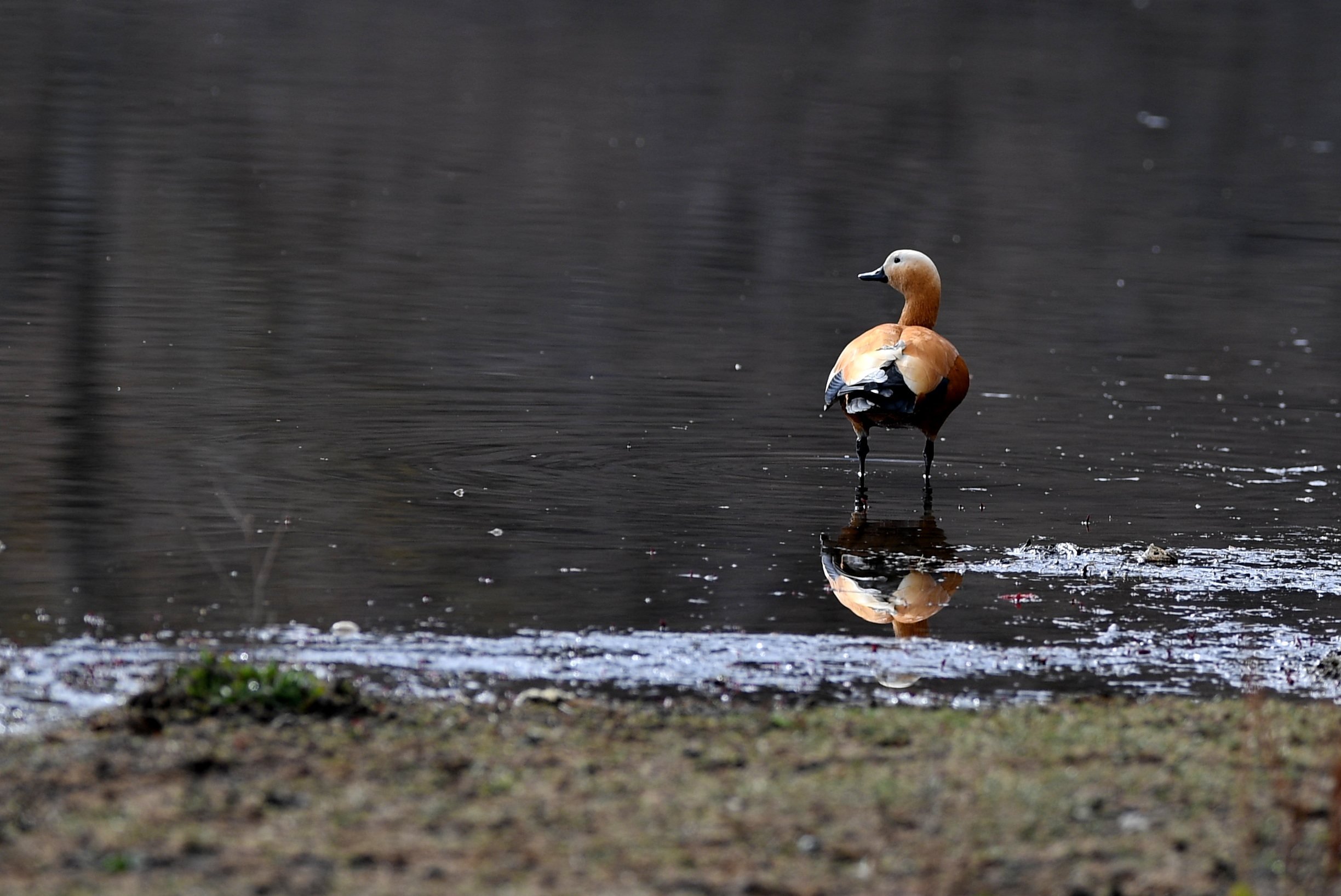 The Ruddy Shelduck spends the winter in South Asia and migrates to southeastern Europe and Central Asia to breed. Photo: Xinhua