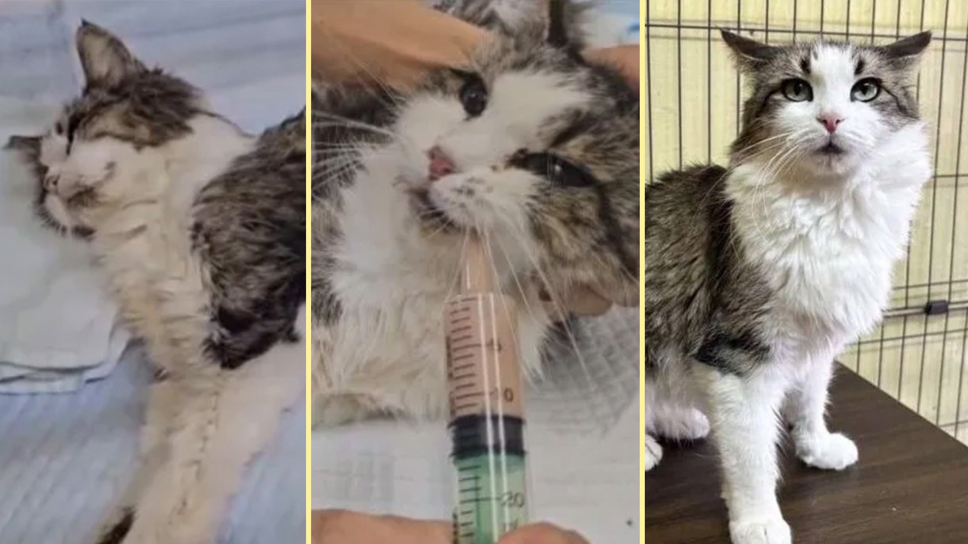 A cat in Japan survived by drinking toilet water and eating leftover food for a month after being abandoned by its owner. Photo: SCMP composite/QQ.com