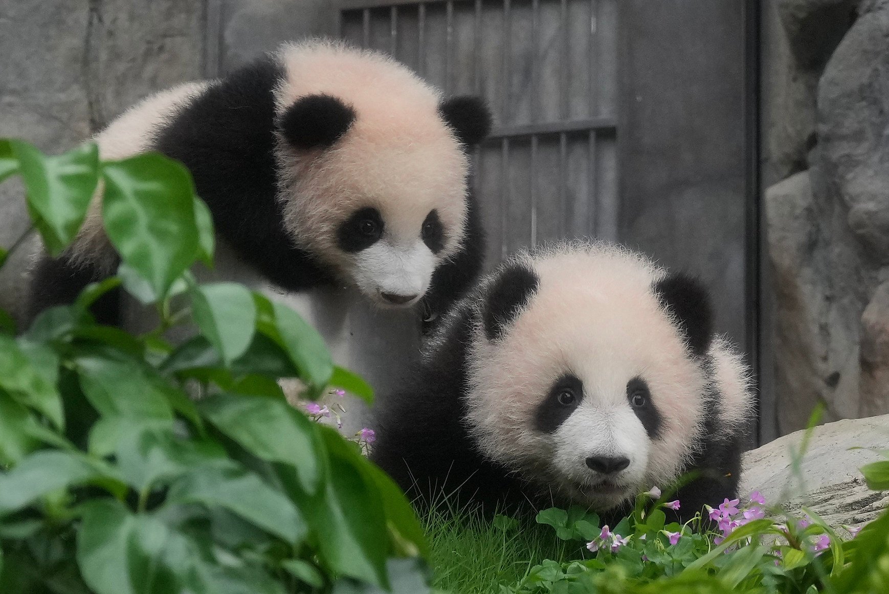 “Elder Sister” (left) and “Younger Brother” are set to meet the Hong Kong public on February 16. Photo: May Tse