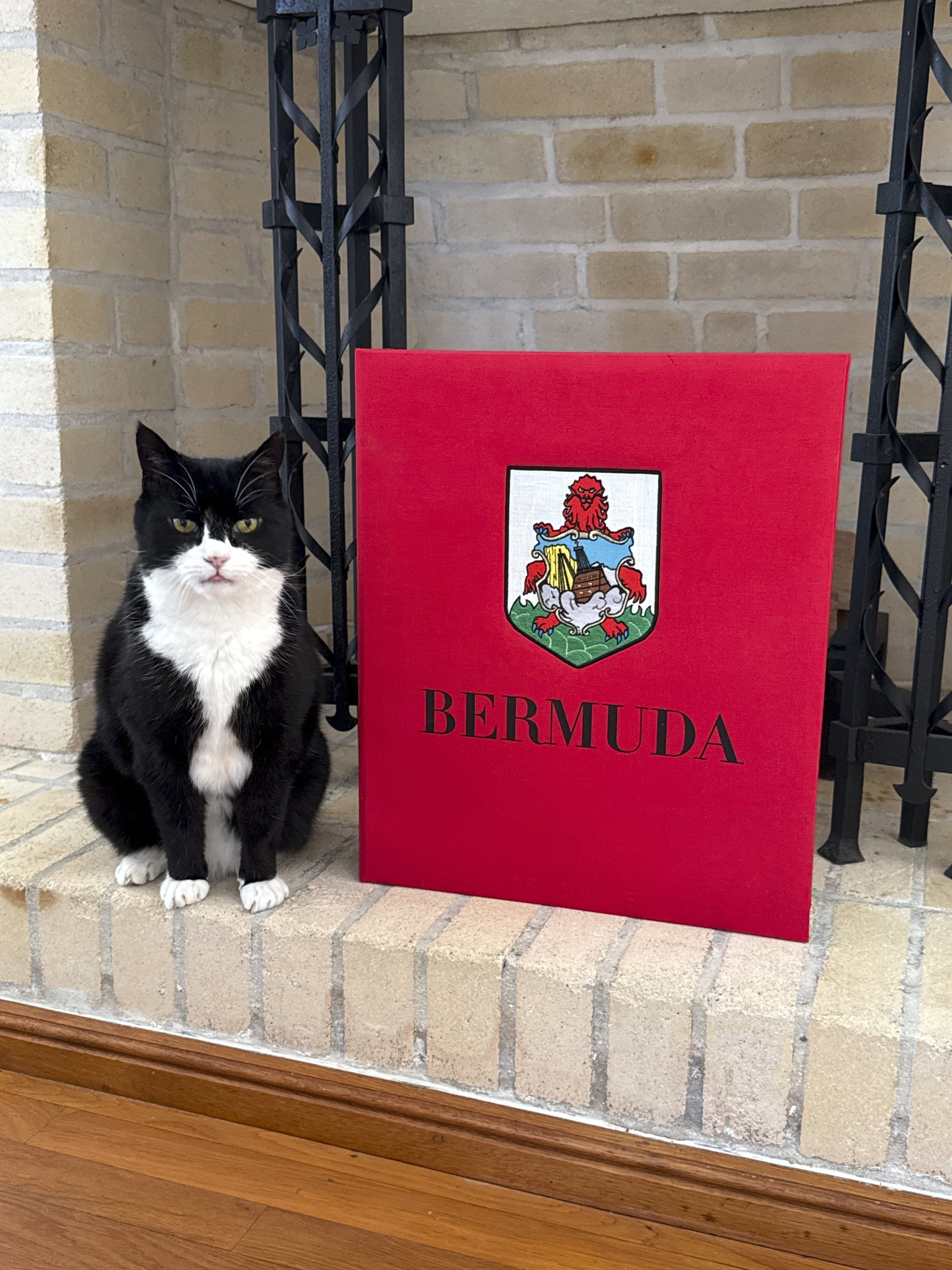 Palmerston, who is named after the longest-serving British Foreign Secretary, Lord Palmerston, arrived in government in April 2016 as a rescue cat. Photo: AP