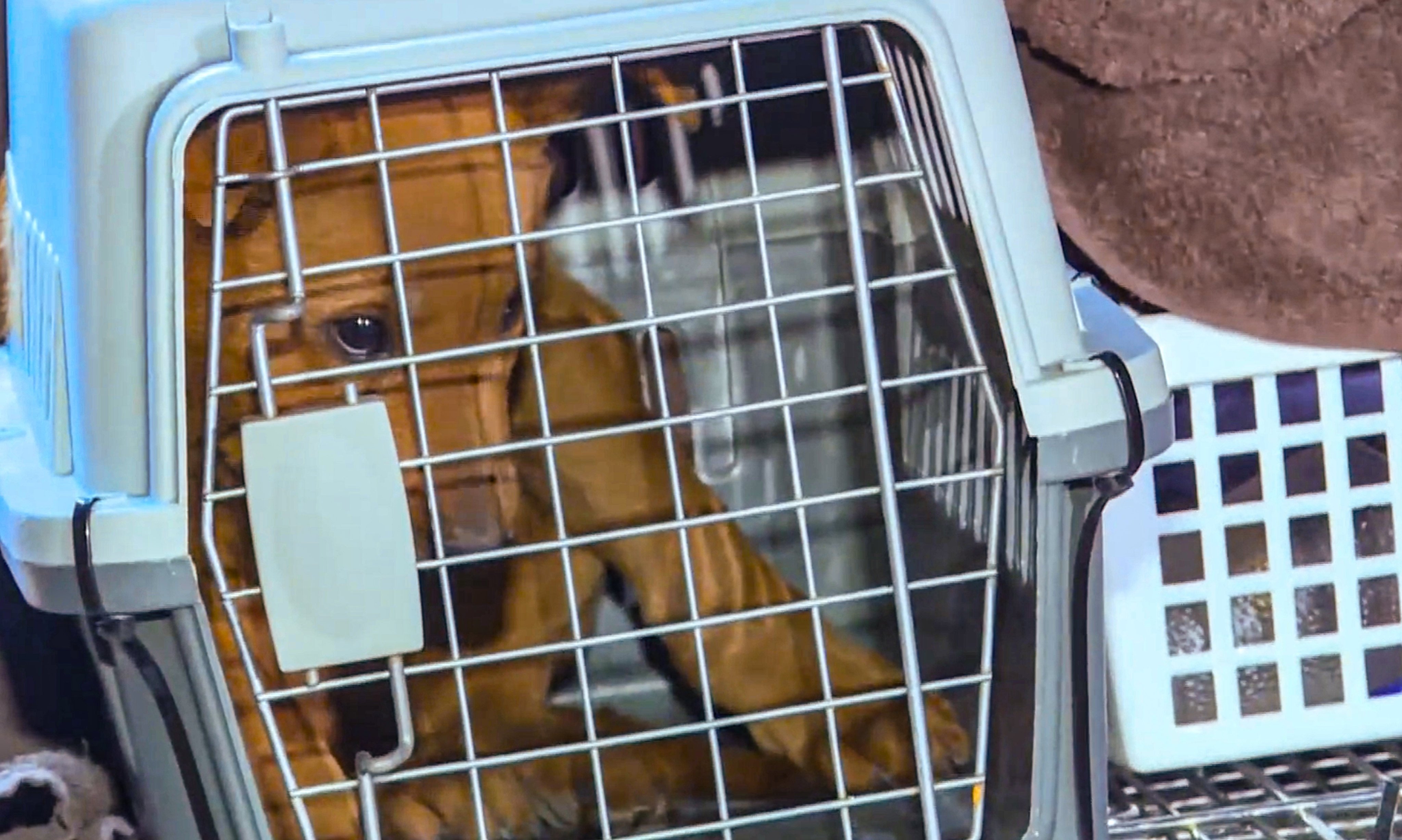 A two-month-old puppy was also discovered alive at the scene. Photo: Cable TV News