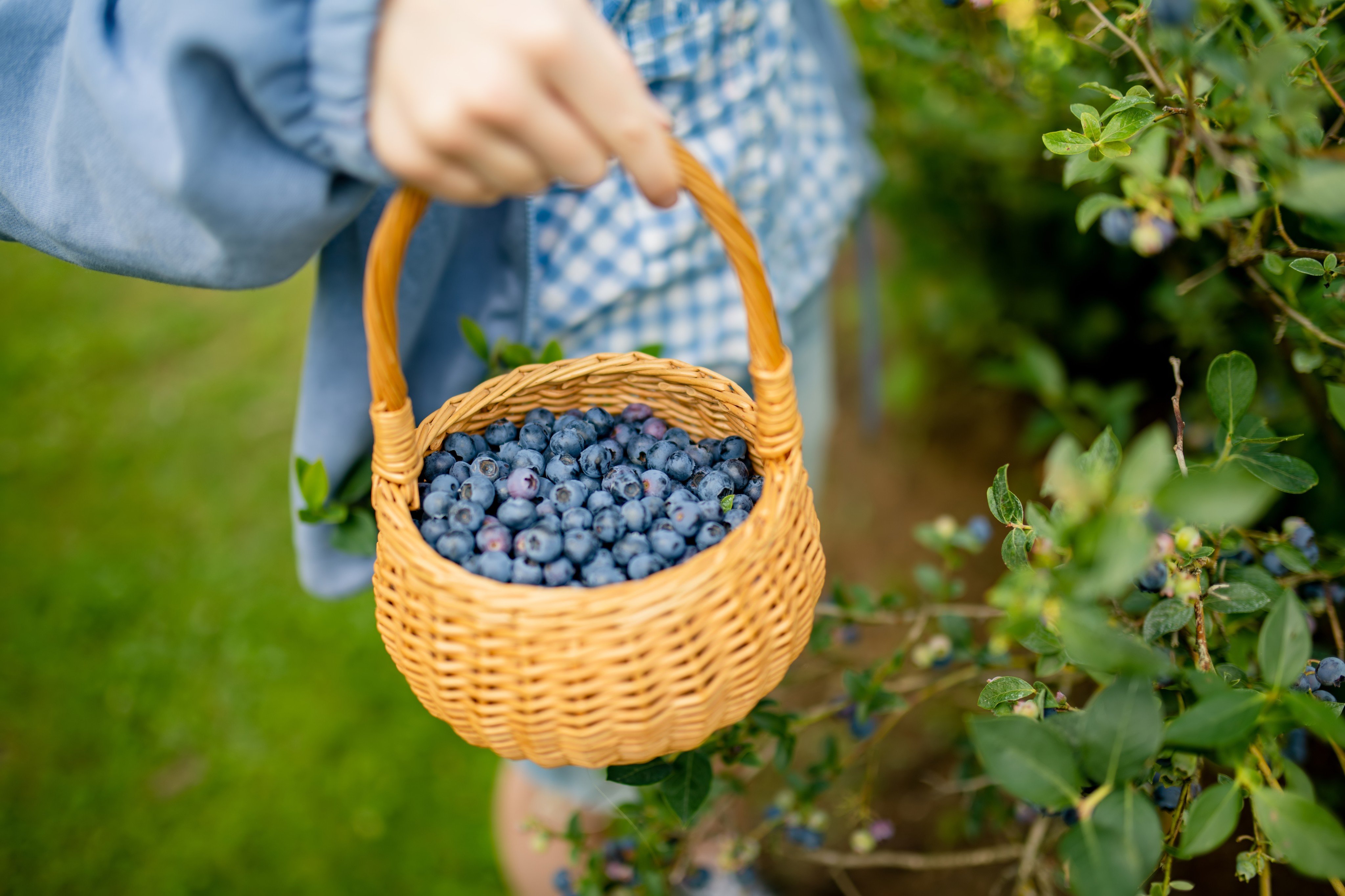 Blueberries appear blue due to light reflection off their waxy coating. Photo: Shutterstock 