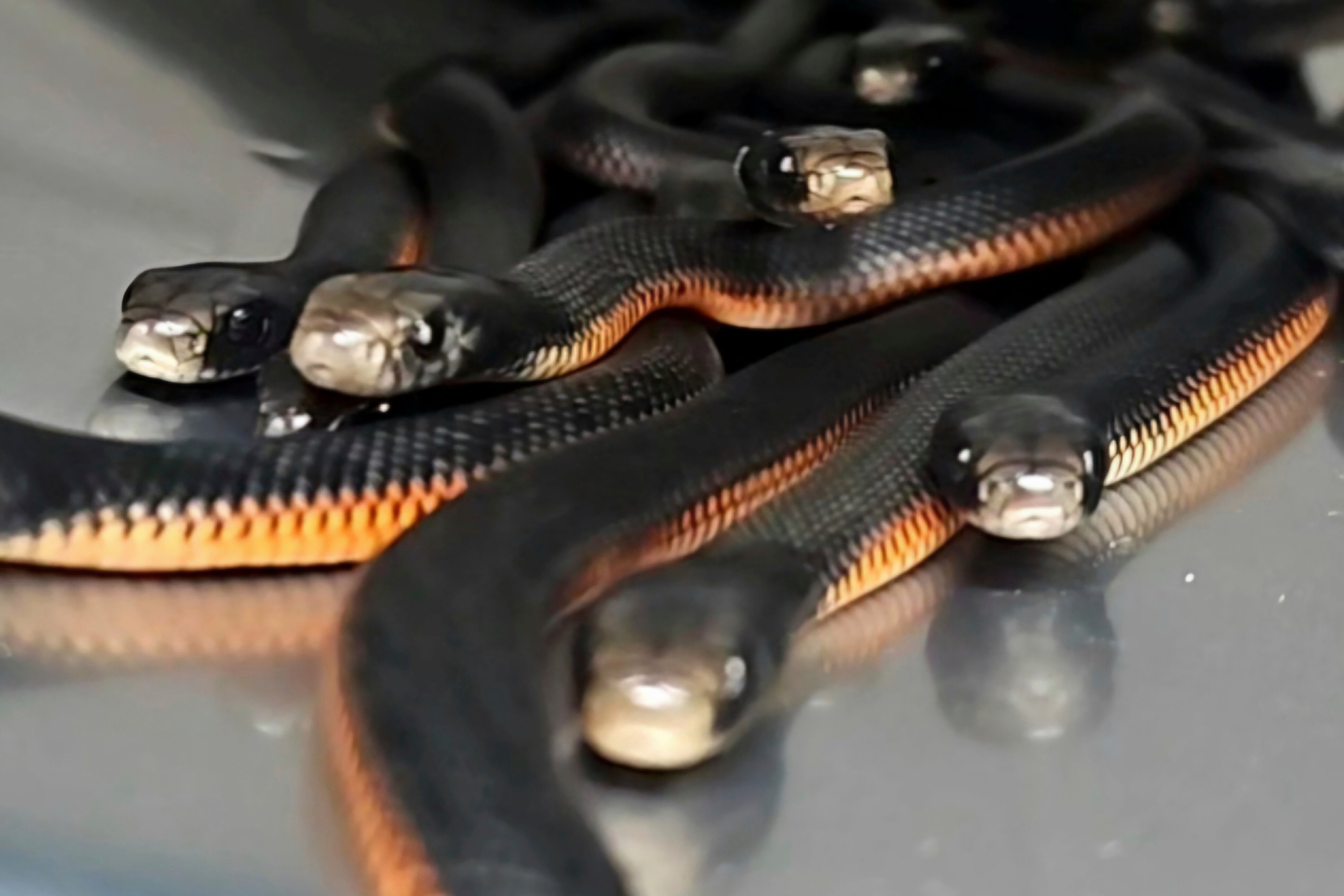 Red-bellied black snakes are contained in a bucket after 102 of the reptiles were captured in Sydney yard on January 31. Photo: Cory Kerewaro via AP