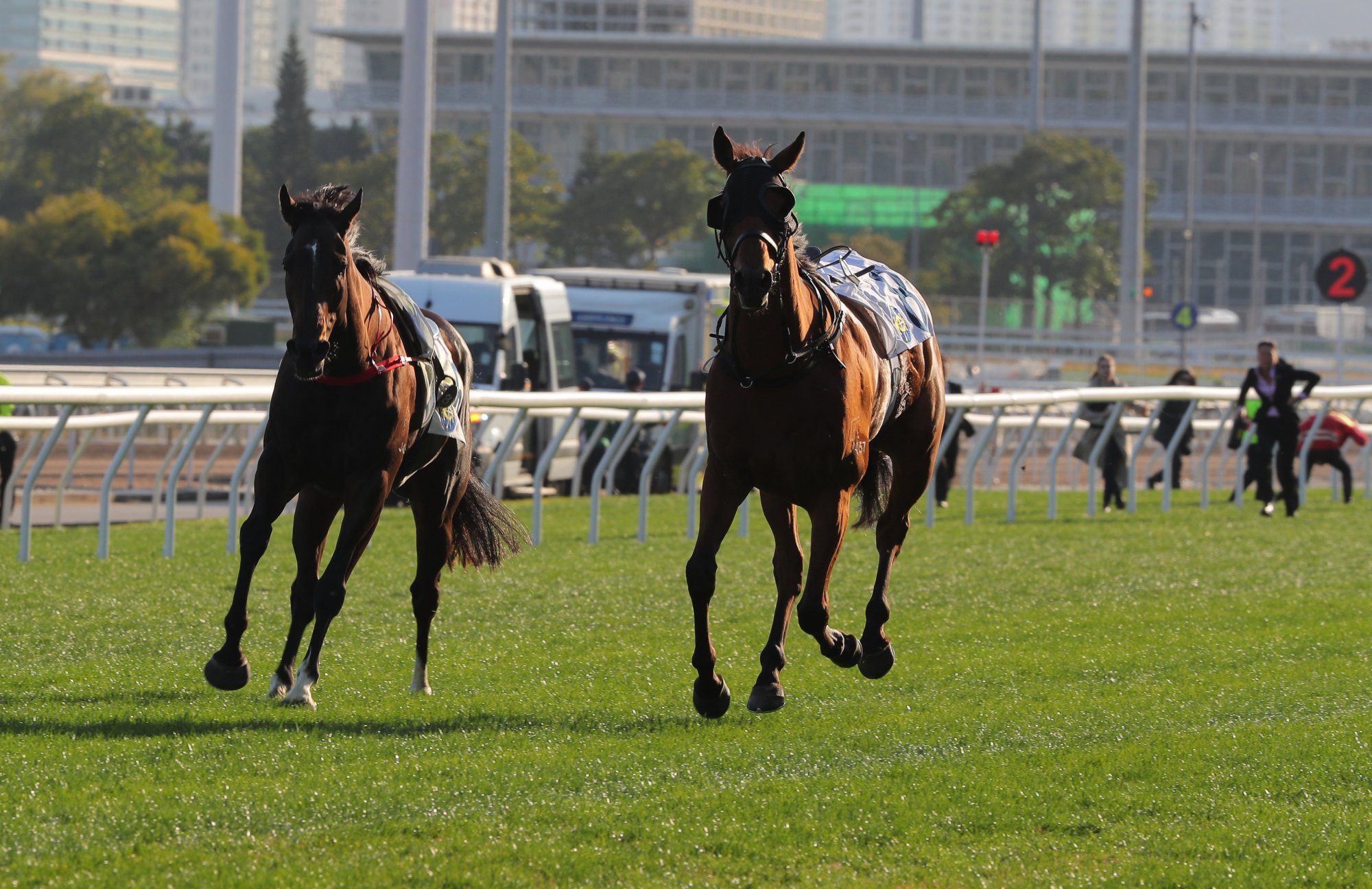 Lupo Solitario (left) and Silvery Breeze galloper riderless.