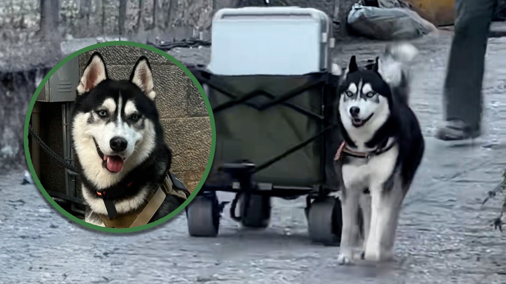 A husky dog in China has become an internet sensation by helping homestay guests transport luggage. Photo: SCMP composite/Douyin