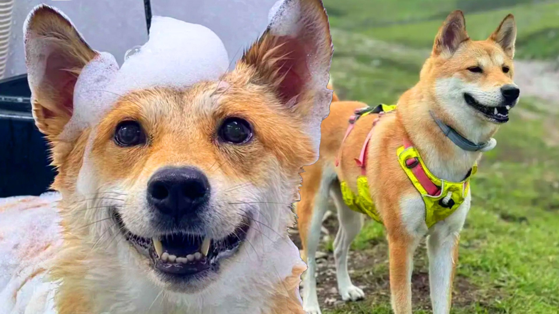 Chinese highway workers sparked public outrage after cooking and eating a dog that had escaped from a pet boarding centre. Photo: SCMP composite/RedNote