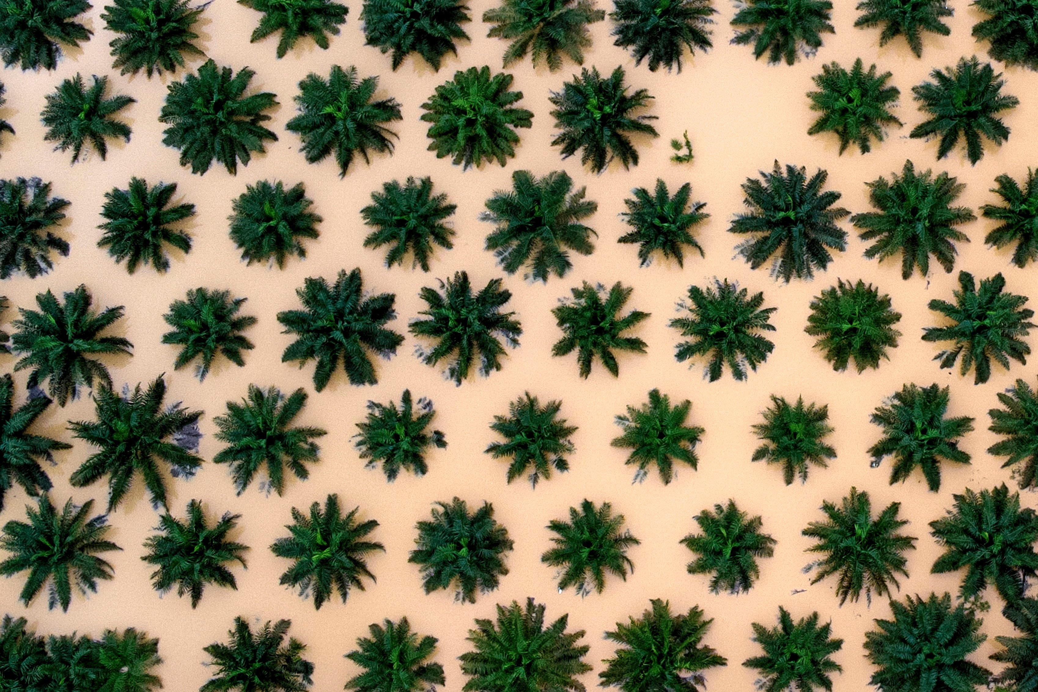 Oil palms are seen submerged by flood water in Malaysia. Photo: Bernama/dpa