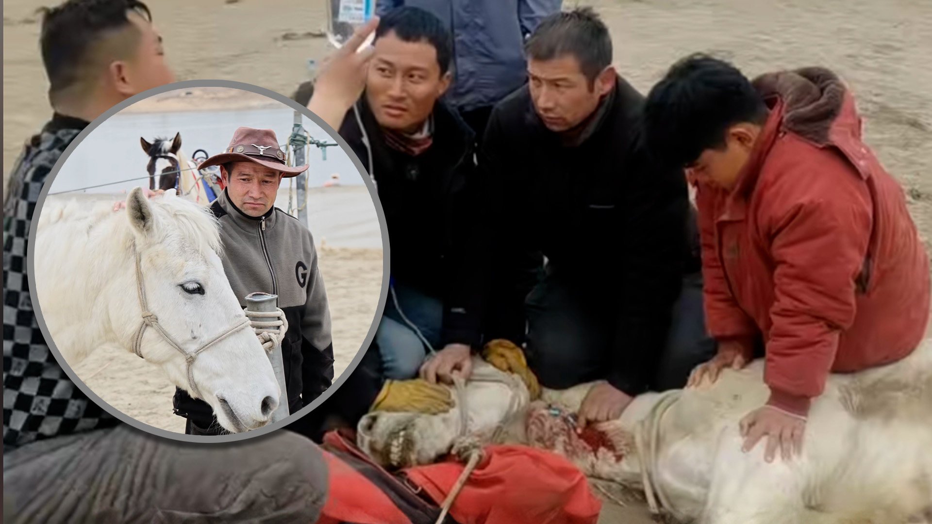 A white horse in China that died after it helped save a drowning man is to have a statue of it erected in its honour. Photo: SCMP composite/Douyin