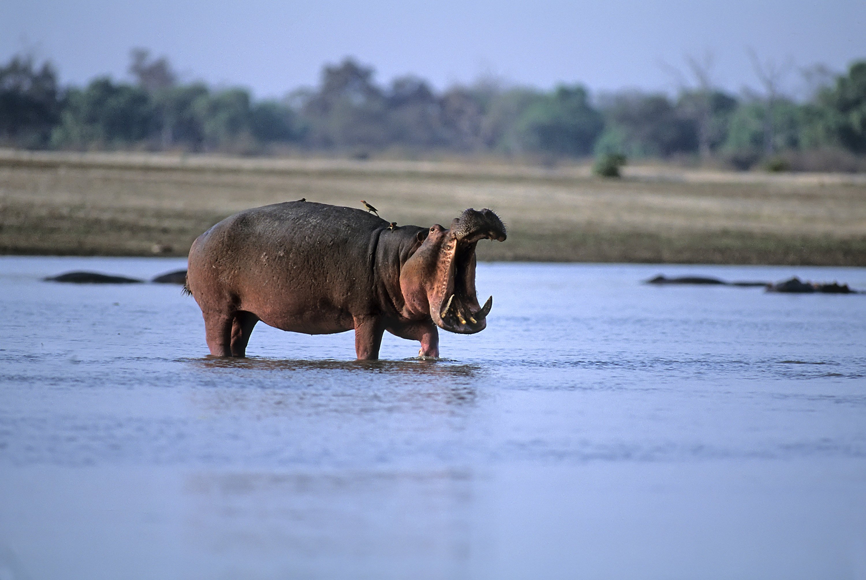 Hippos are known as fiercely territorial animals. Photo: TNS