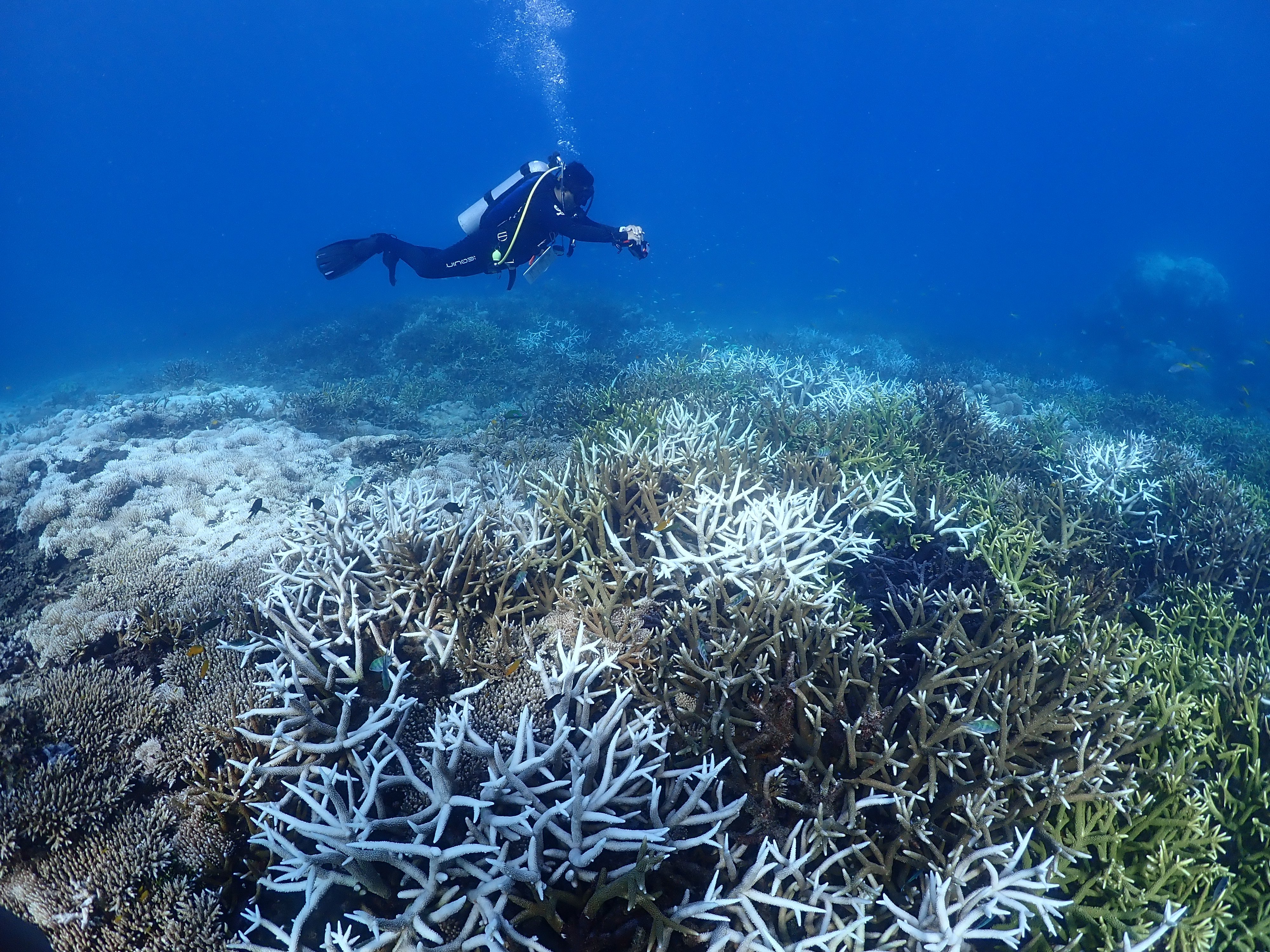 A diver documents the extent of coral bleaching on a reef in Malaysia. Photo: Reef Check Malaysia