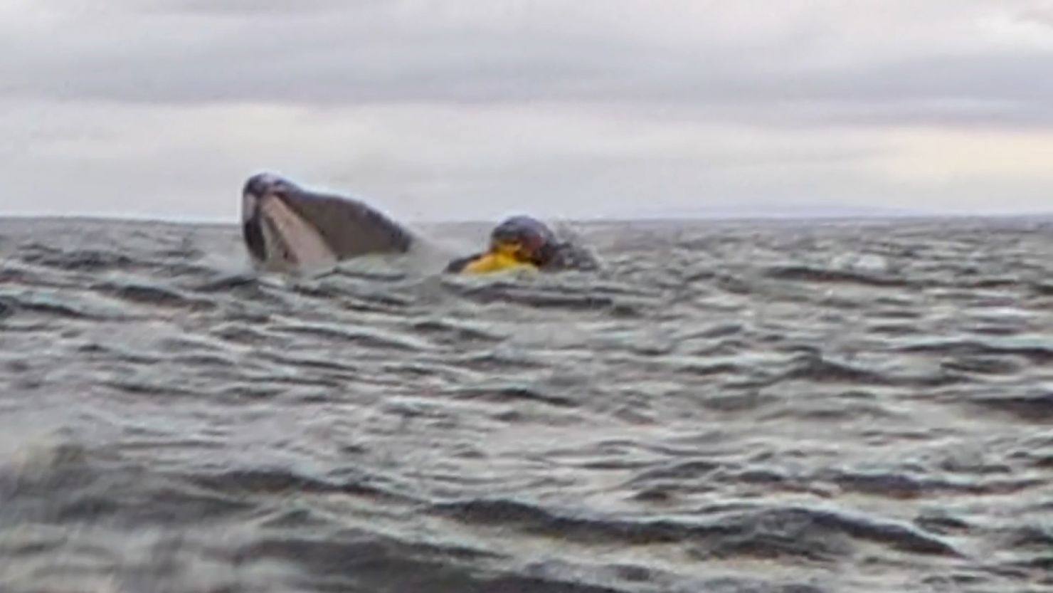 A humpback whale briefly swallowing the kayaker. Photo:  Dell Simancas via AP