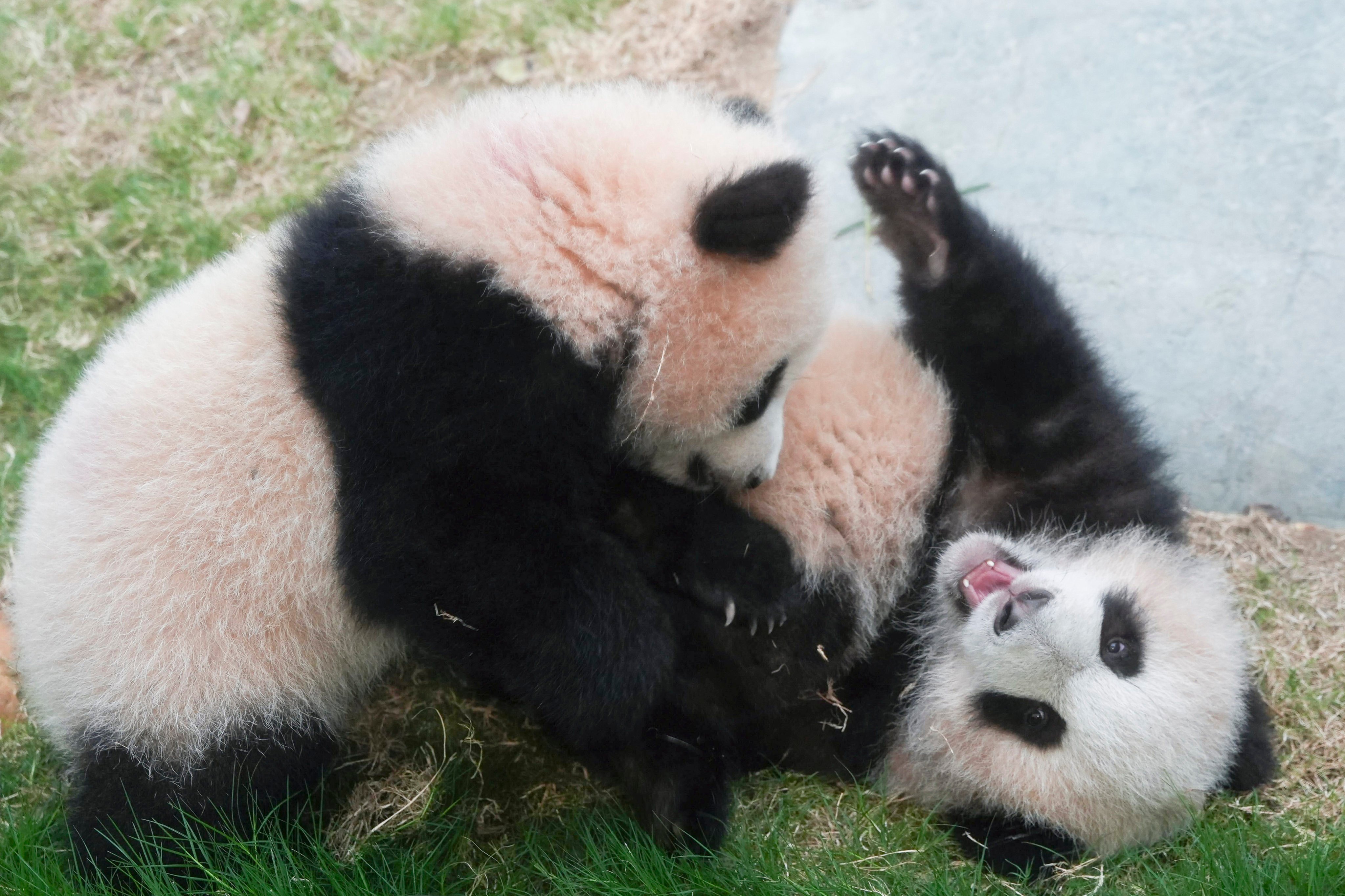 Hong Kong’s panda cubs will meet the public on Sunday. Photo: Eugene Lee