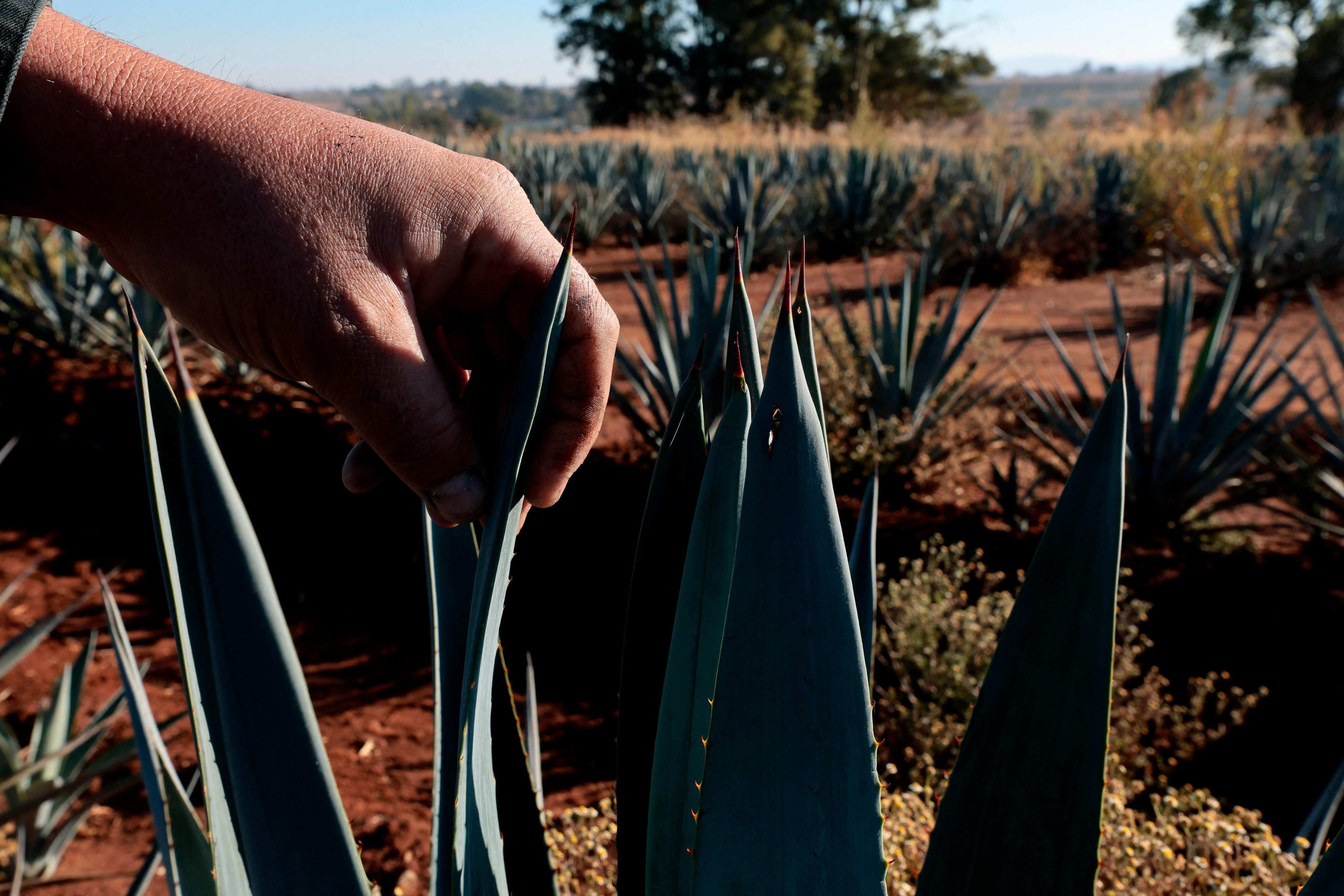 An agave producer checks a plantation in Jalisco state, Mexico. Photo: AFP