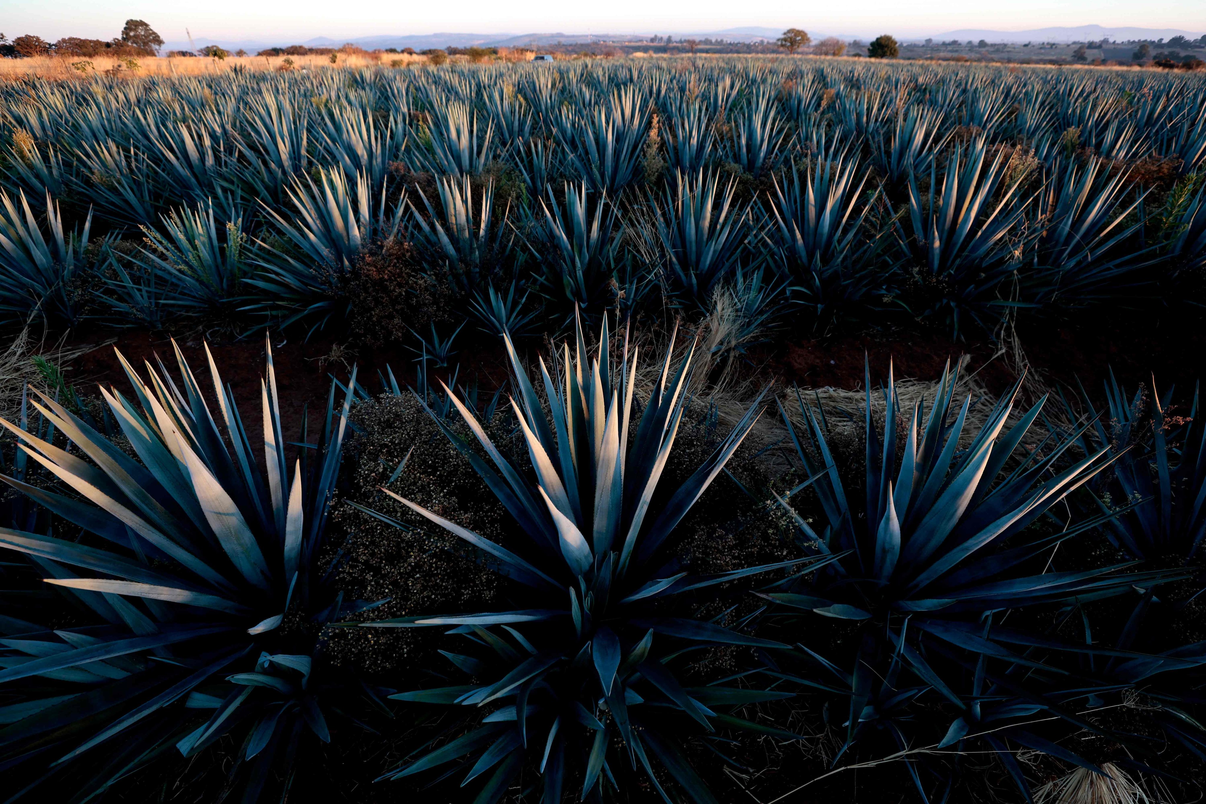 Tequila hangover for Mexicans who bet the farm on growing agave as prices  plunge amid glut | South China Morning Post