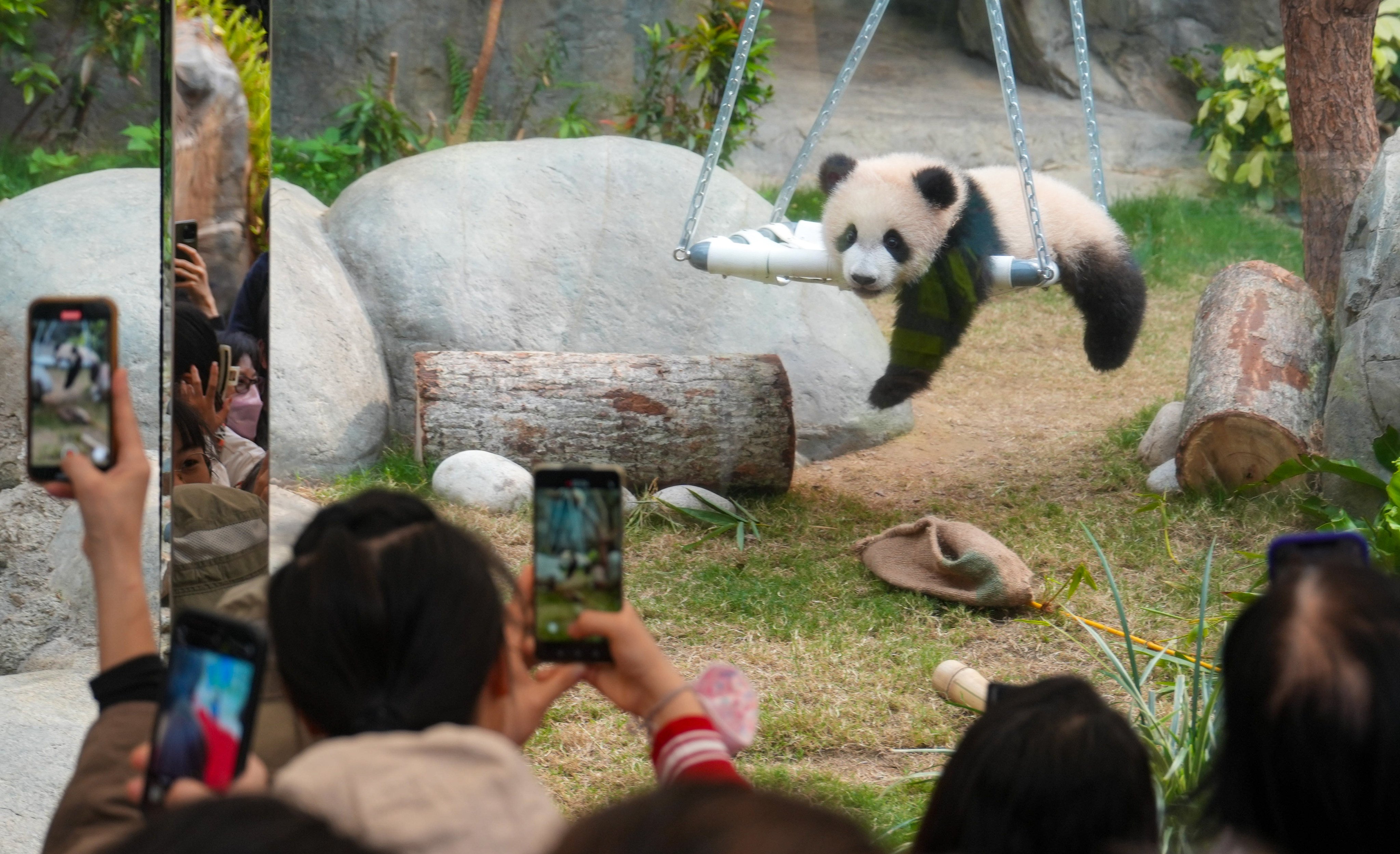 The public meets the city’s panda cubs for the first time. Photo: Sam Tsang