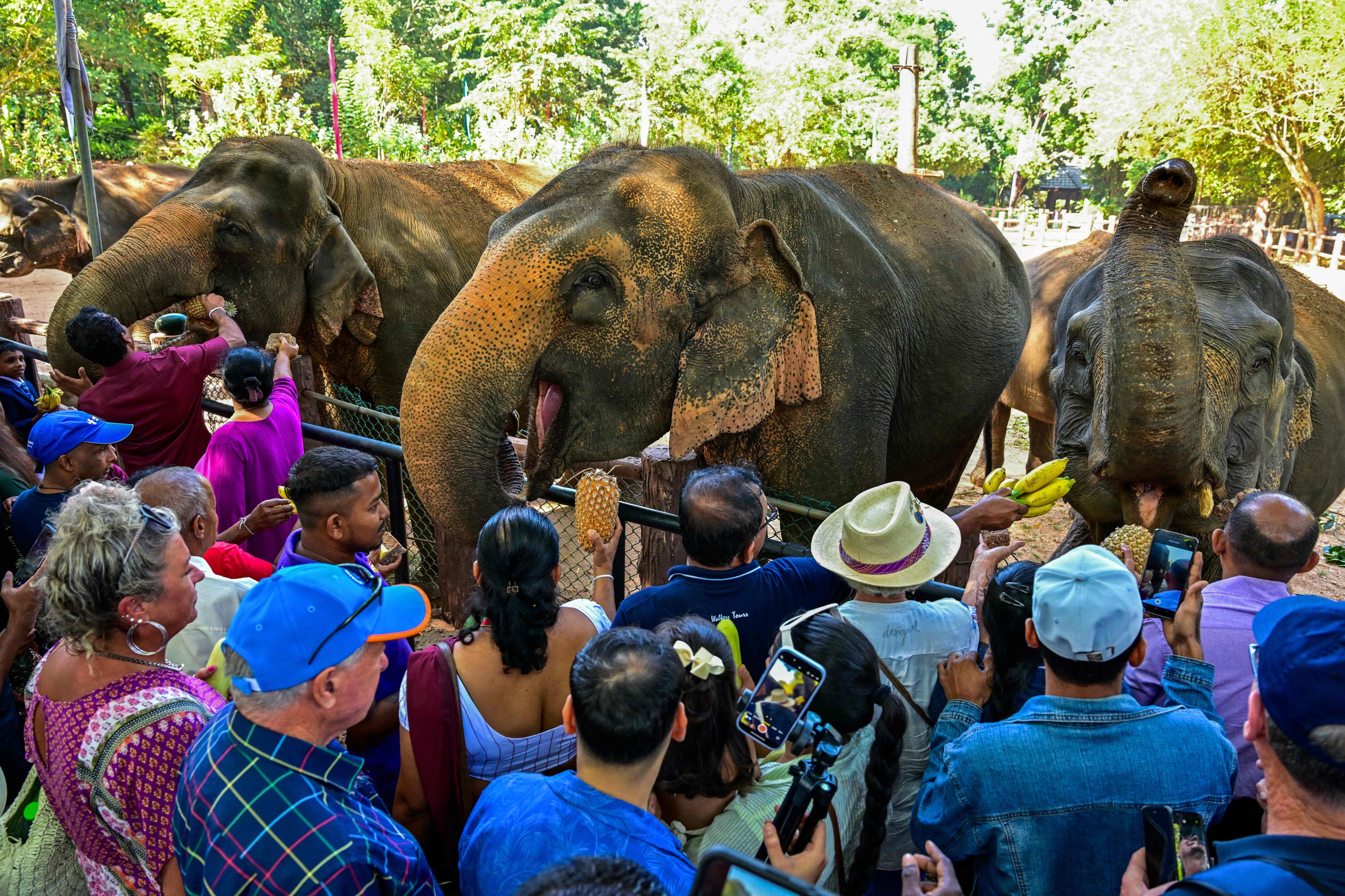 Visitors feed fruits to elephants at the Pinnawala Elephant Orphanage on Sunday. Photo: AFP