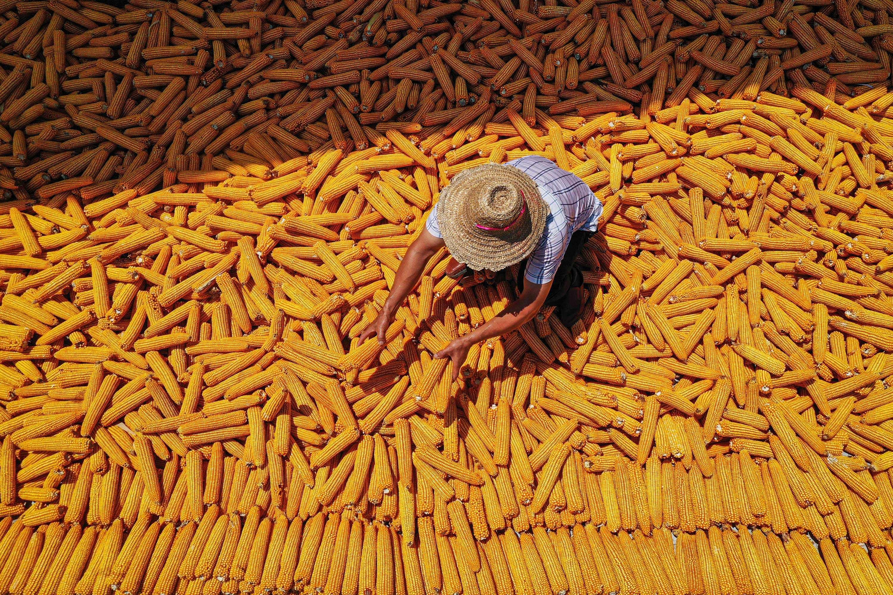 China is cultivating new agricultural varieties, including corn, as it strives for seed self-sufficiency and food security. Photo: AFP