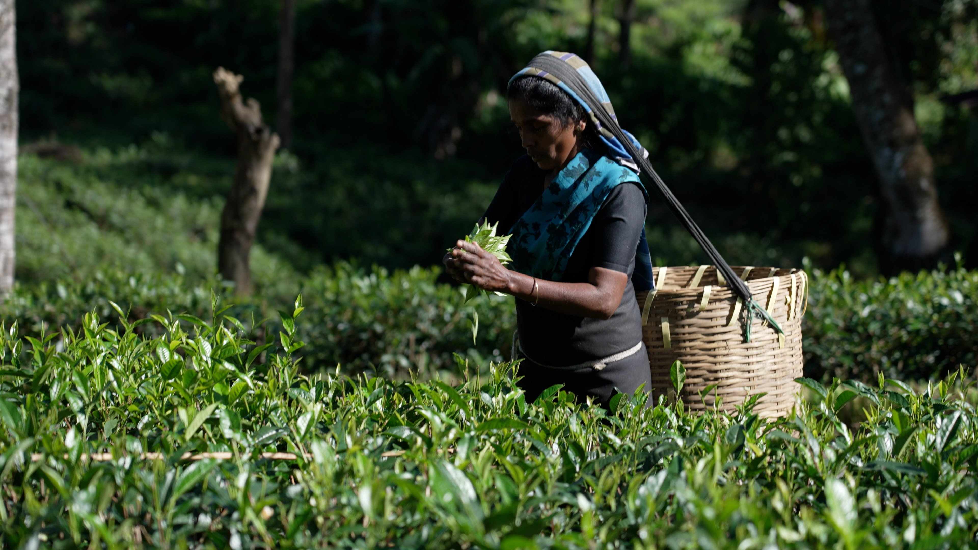 A tea picker at Bogawantalawa Tea Estate. Photo: Llewellyn Cheung