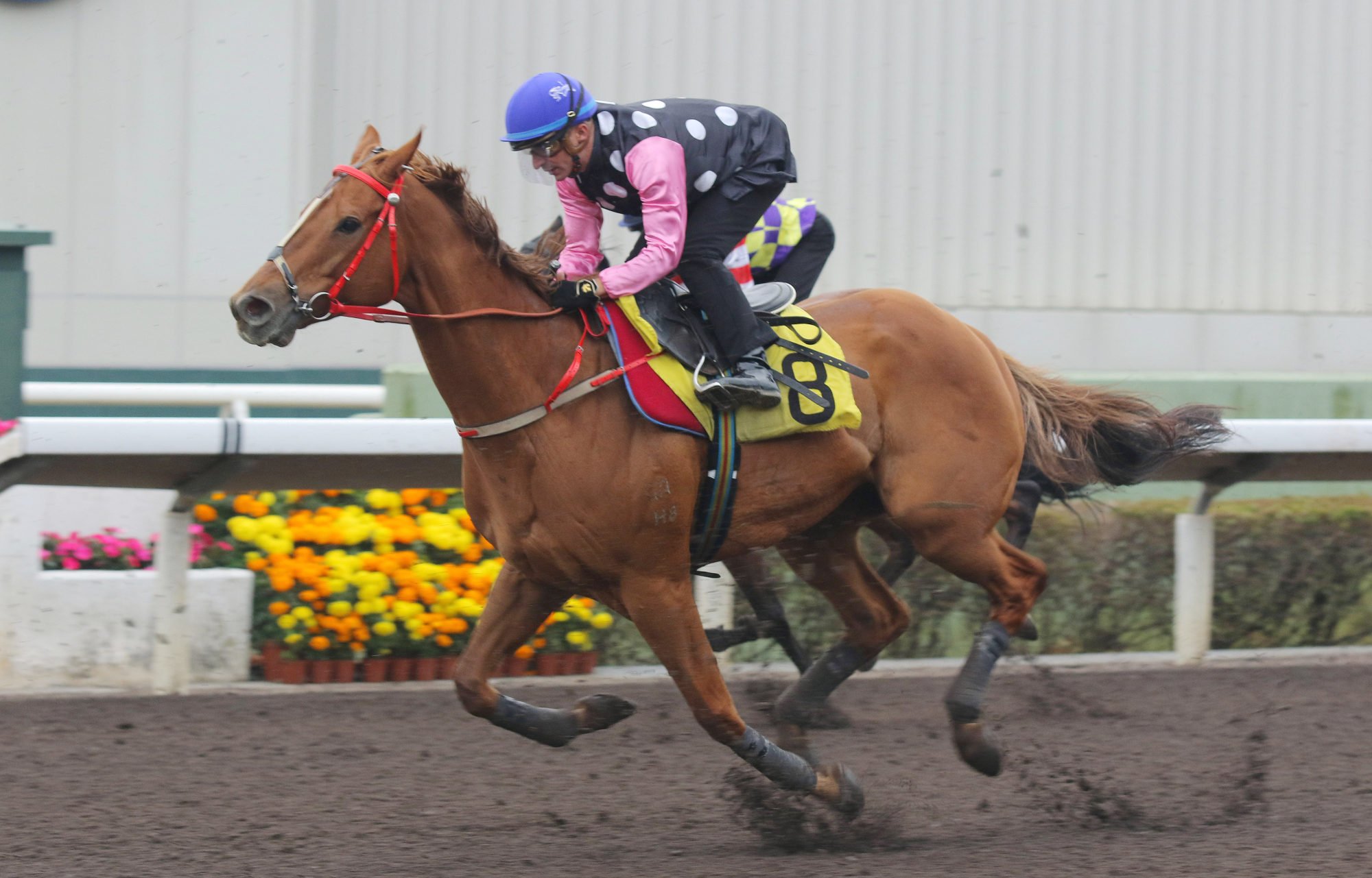 Beauty Eternal trials at Sha Tin earlier this month.