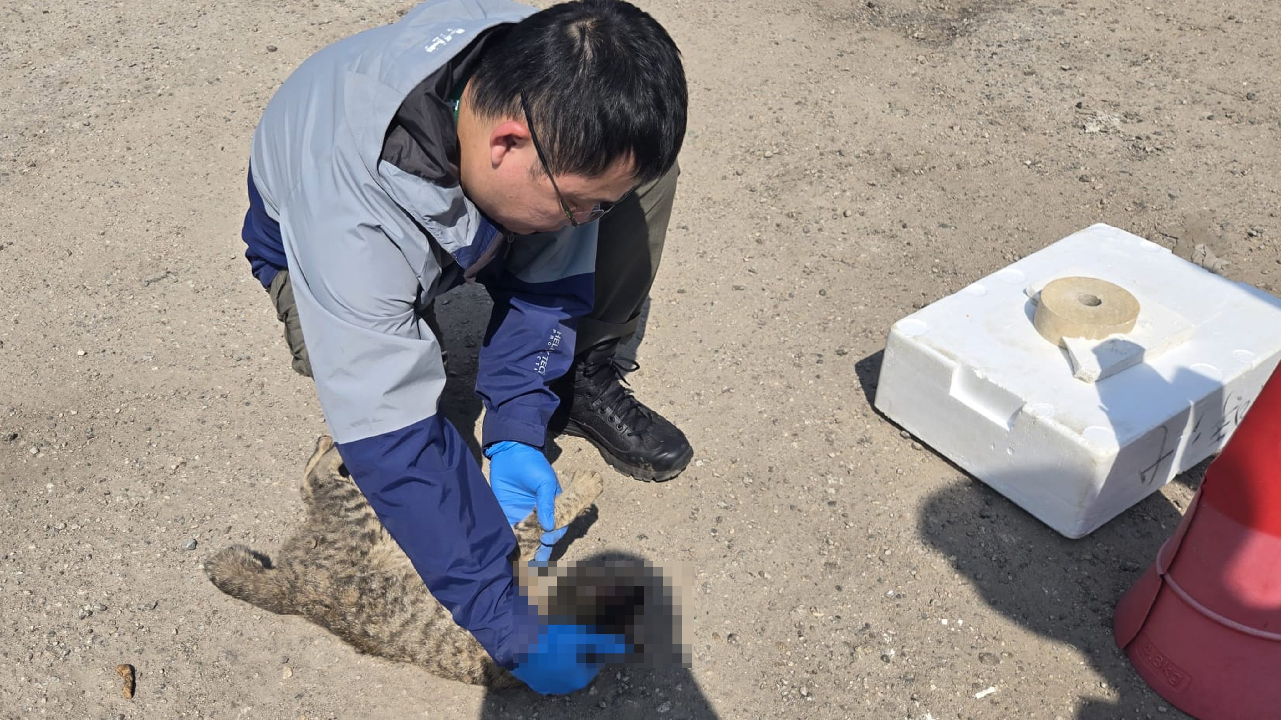 Police have launched an investigation after a cat was found dead with its head covered in a sock in Sheung Shui. Photo: Handout
