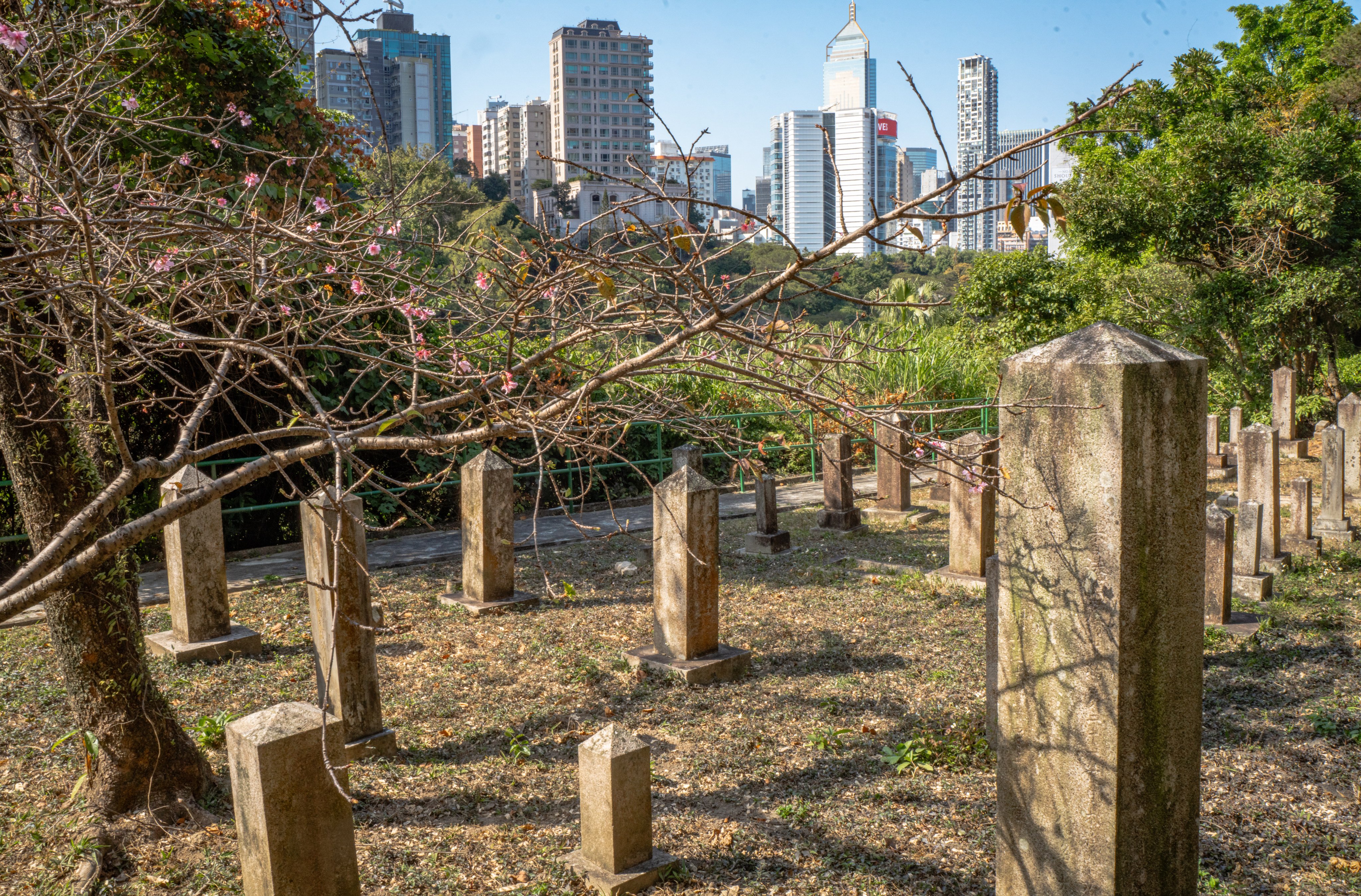 Cherry blossom trees in the Hong Kong Cemetery’s Japanese Section, Happy Valley, Hong Kong. 10FEB25 SCMP / Alexander Mak