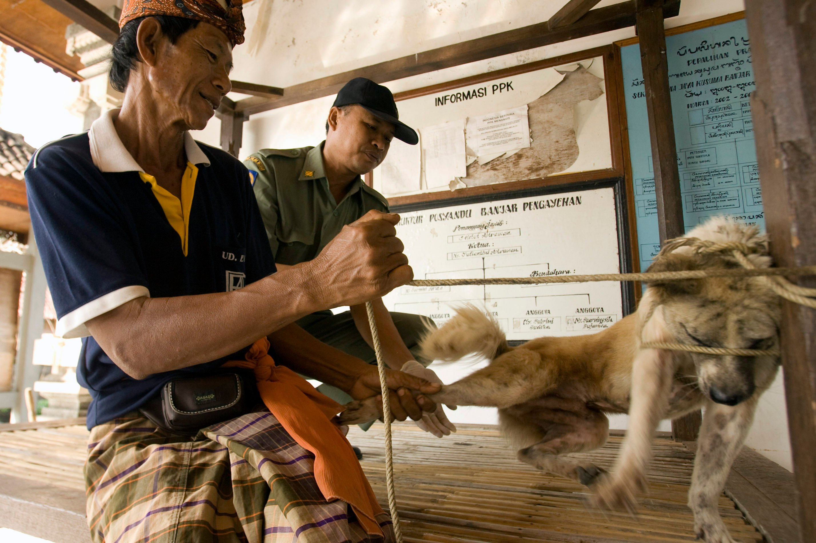 A dog in Bali being given rabies vaccination. Photo: AP