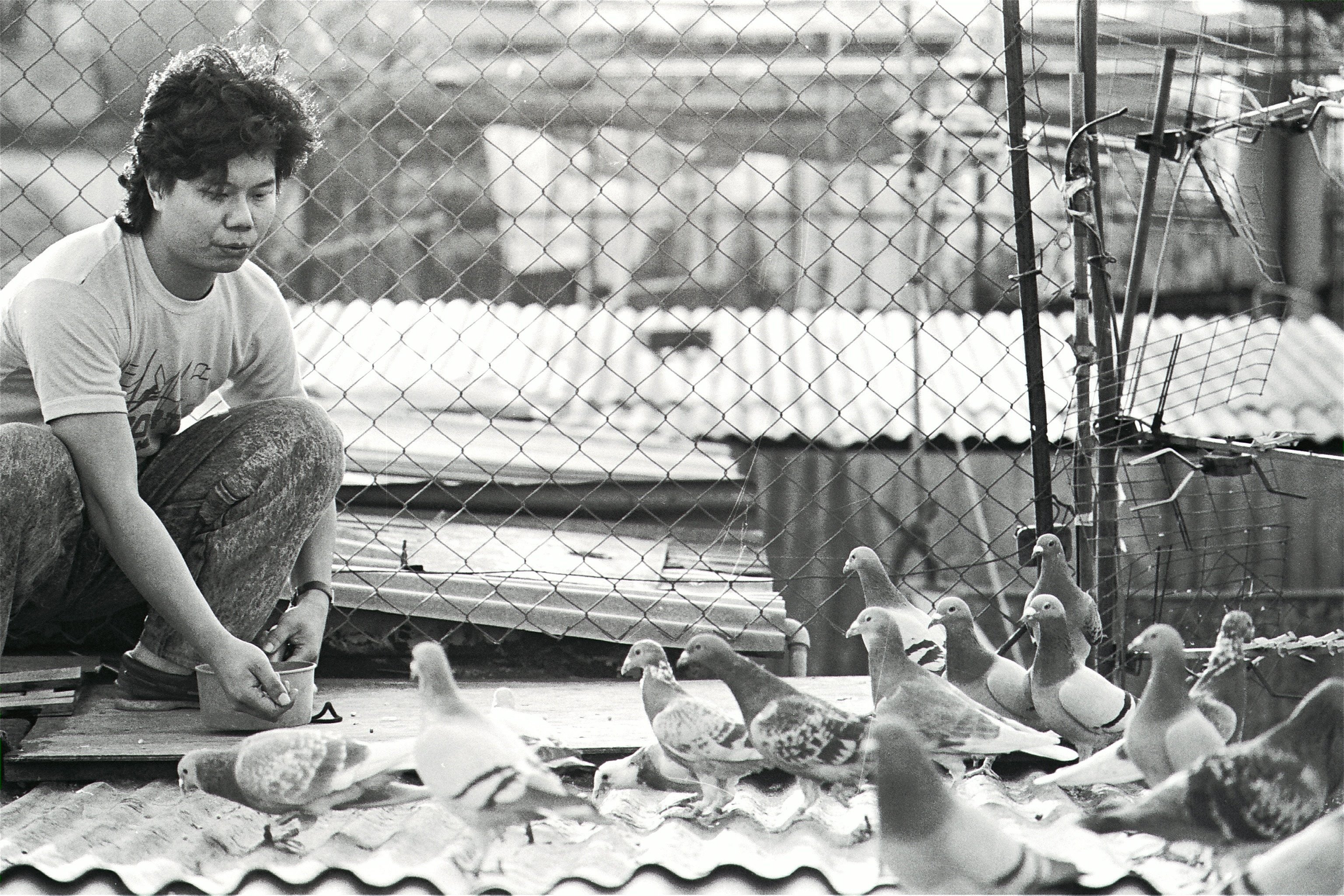 A rooftop pigeon breeding farm in Kowloon Walled City, Hong Kong, in 1988. Photo: SCMP Archives