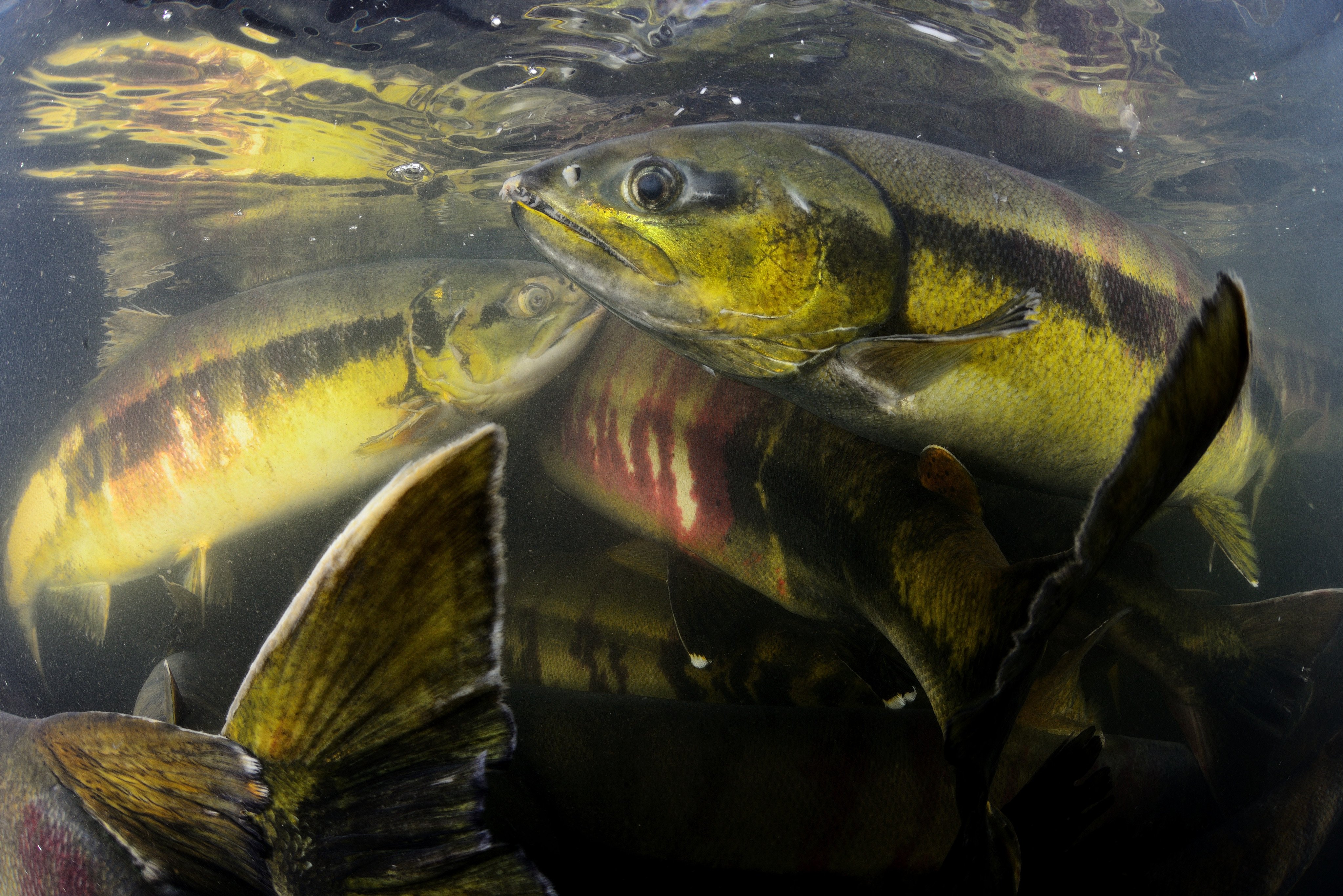 Chum salmon, a Japanese favourite, are under threat from climate change and competition from another salmon species. Photo: Shutterstock