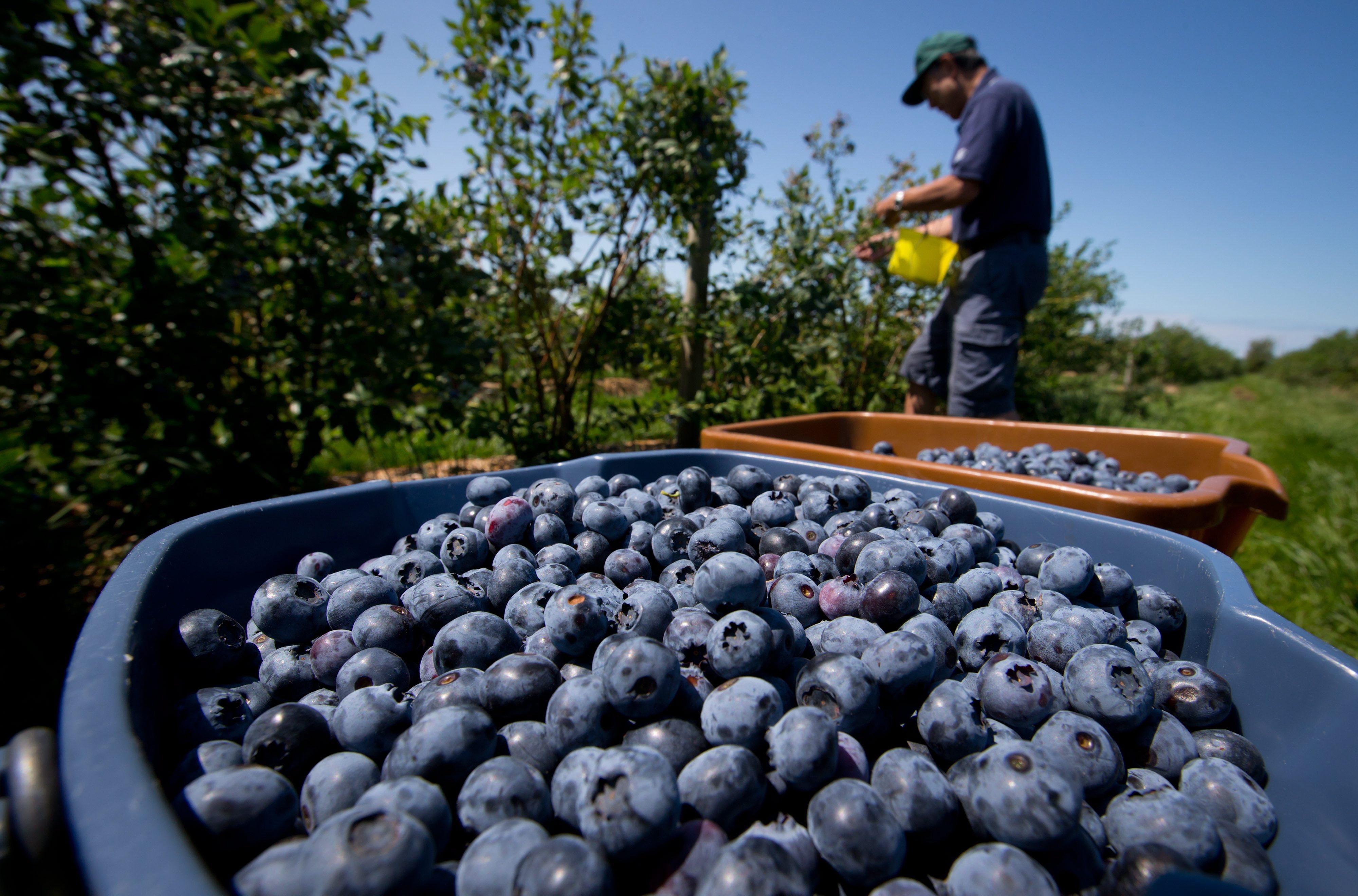 Blueberries, the relatively expensive “superfruit” touted for their health benefits, have become a highly durable consumer good among China’s middle class. Photo: AP