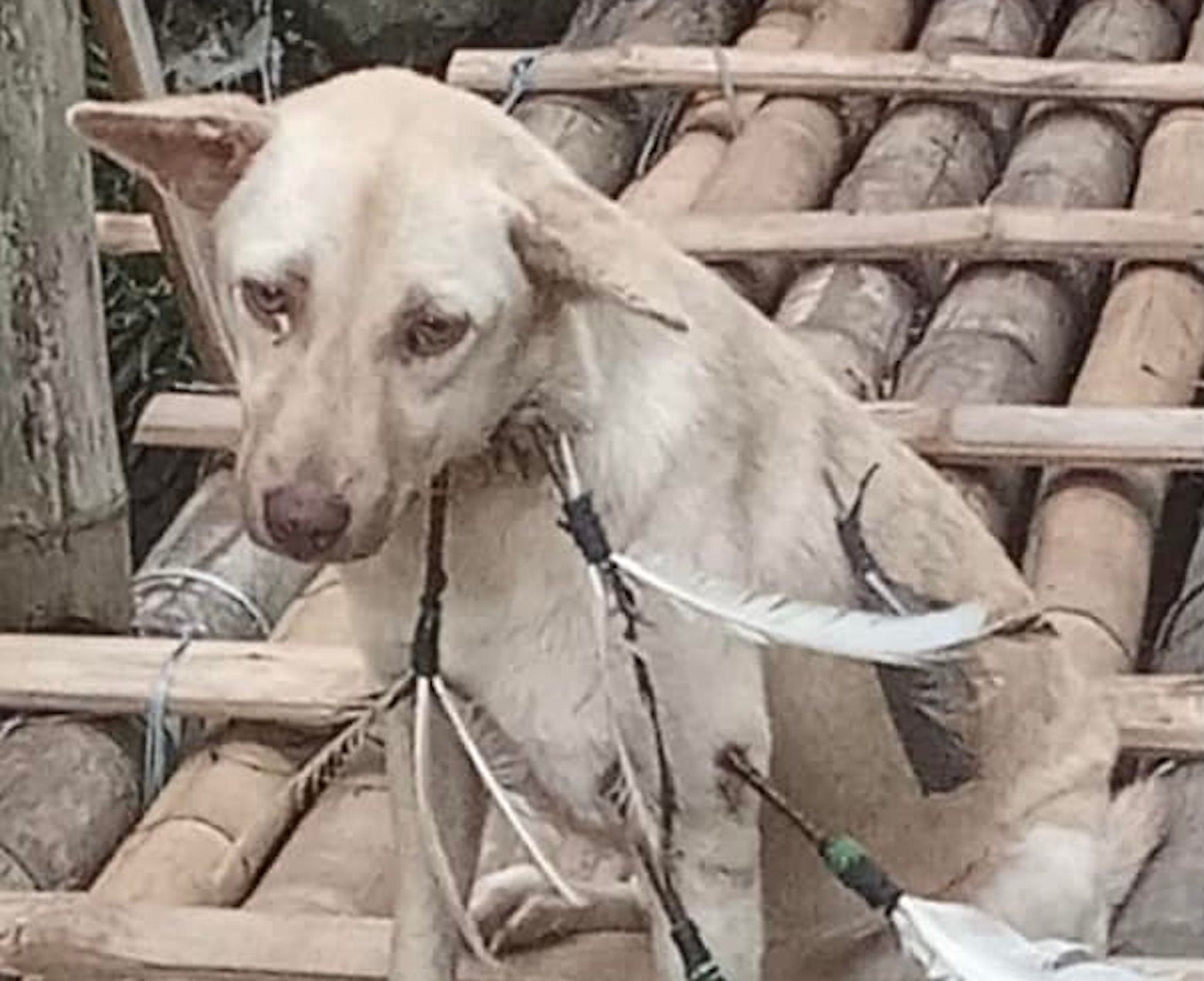 The plight of a dog attacked with arrows in the Philippines has sparked widespread outrage. Photo: Facebook/MyTV Cebu