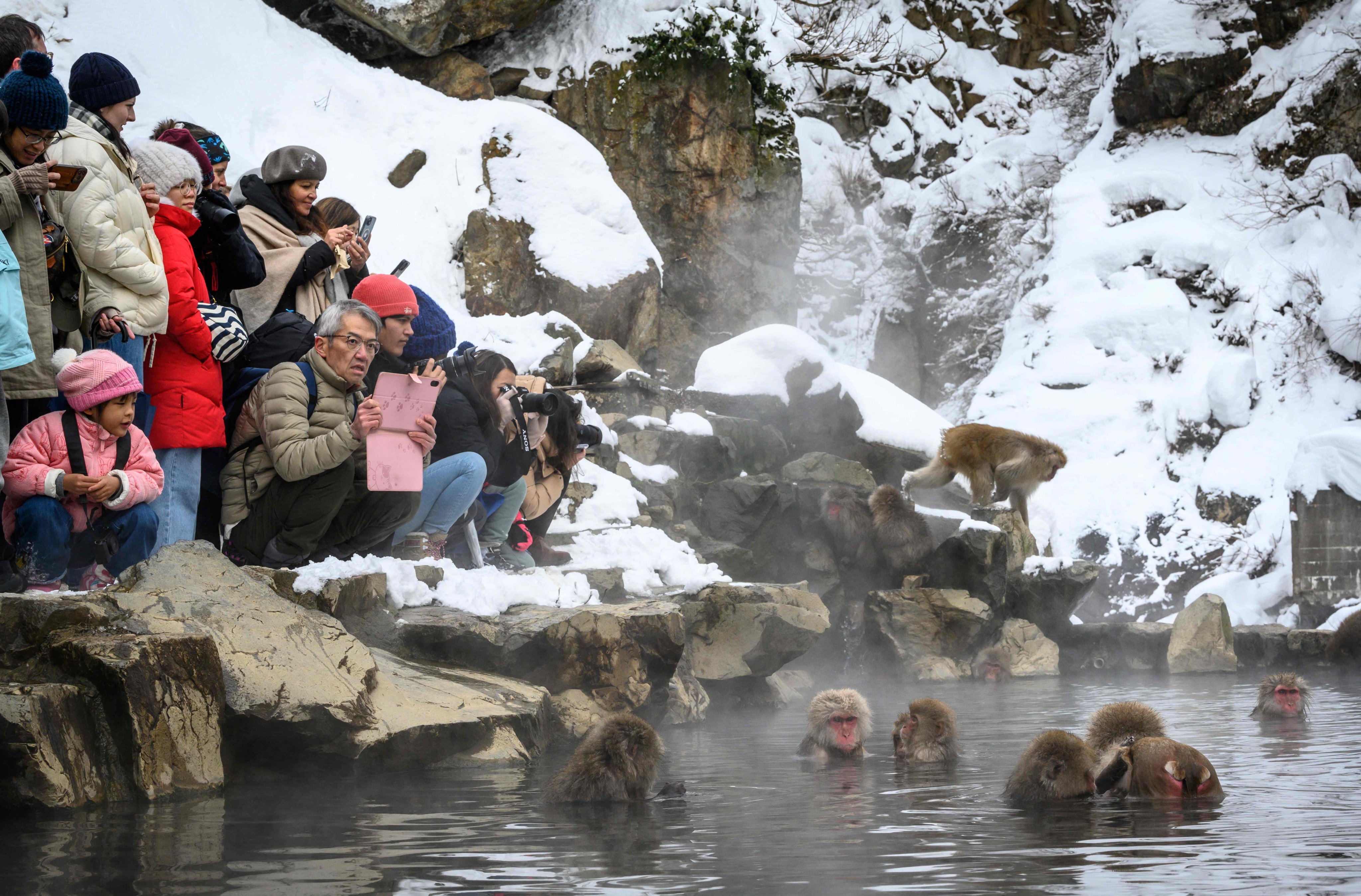 Tourists watch Japanese macaques taking an open-air hot spring bath in Yamanouchi, Nagano prefecture. Photo: AFP