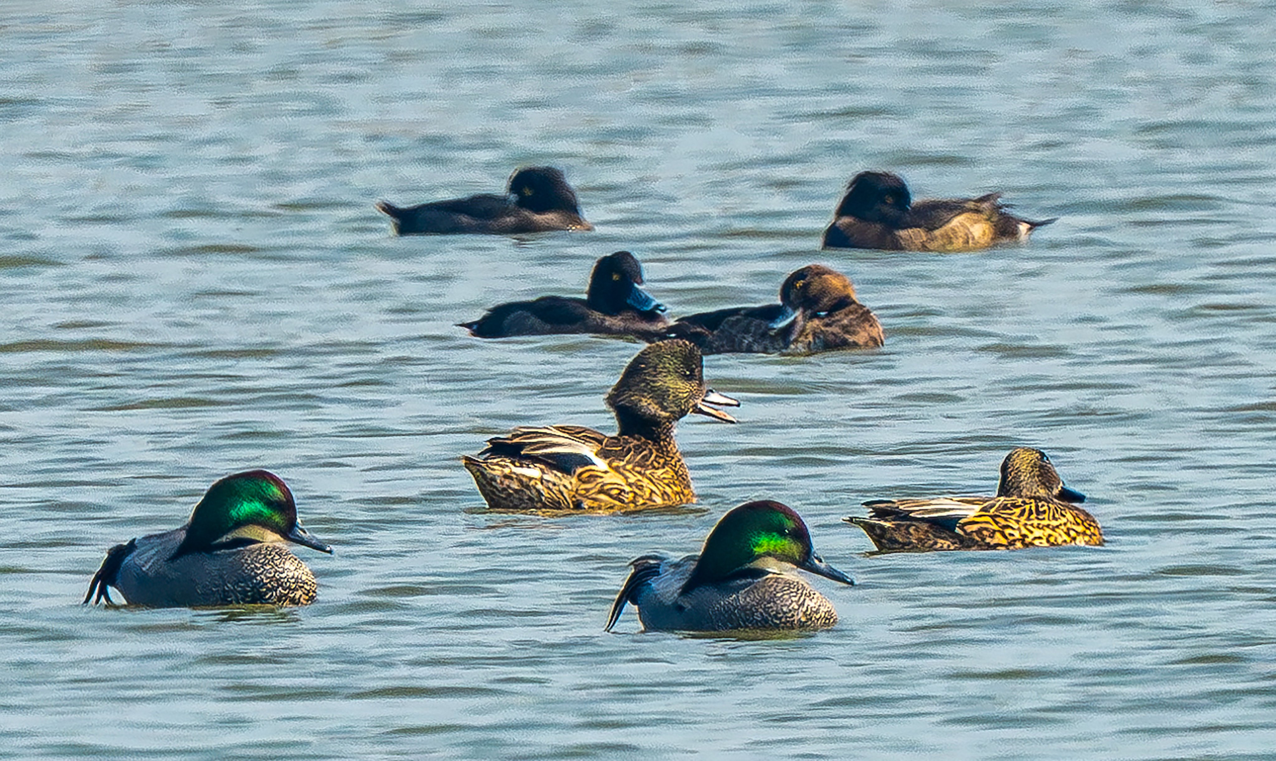 The Hong Kong Bird Watching Society has worked with fishermen to build three wetlands for birds in the northwest New Territories. Photo: HKBWS