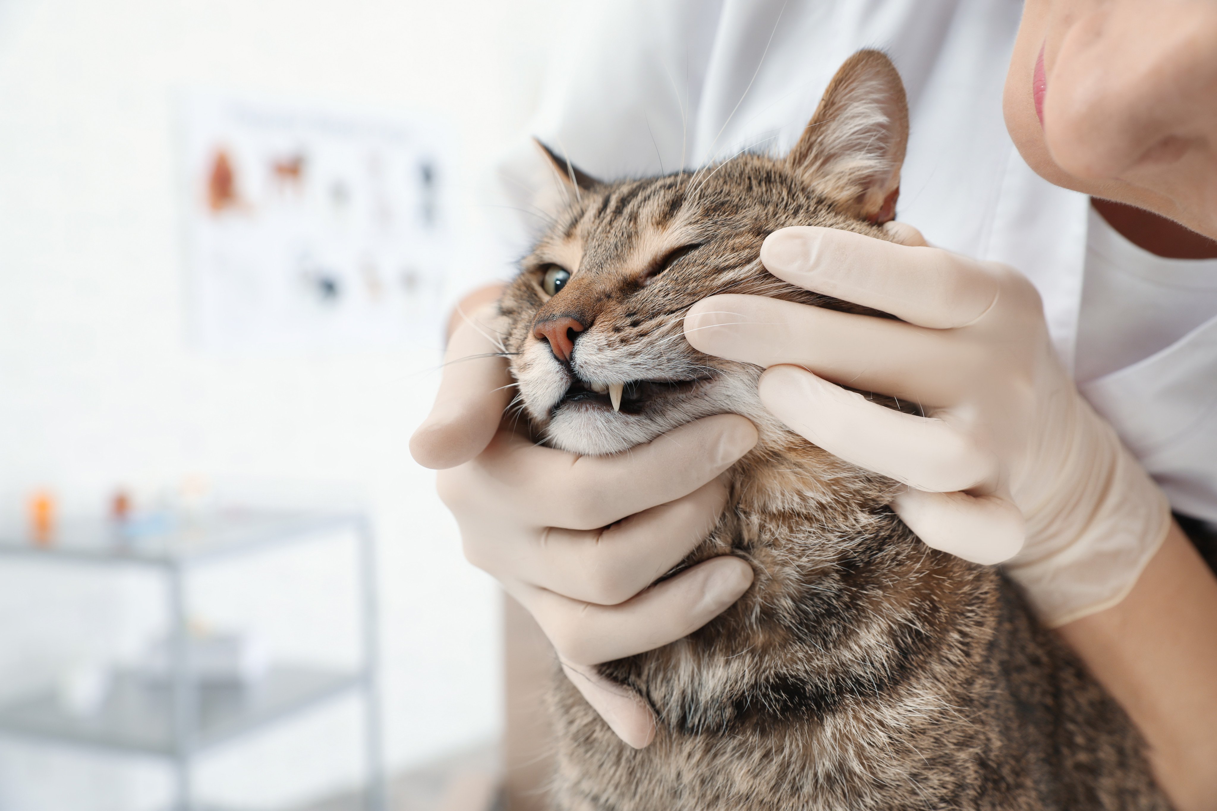 Check your cat’s teeth for signs of trouble. Are teeth missing or damaged? Do the gums appear red or inflamed? Is there tartar? If you notice any of these issues, a visit to the vet is essential. Photo: Shutterstock